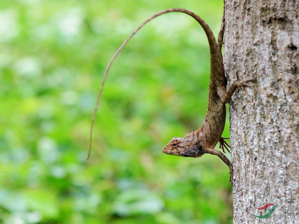 变色树蜥 祝贺荣获首页精华