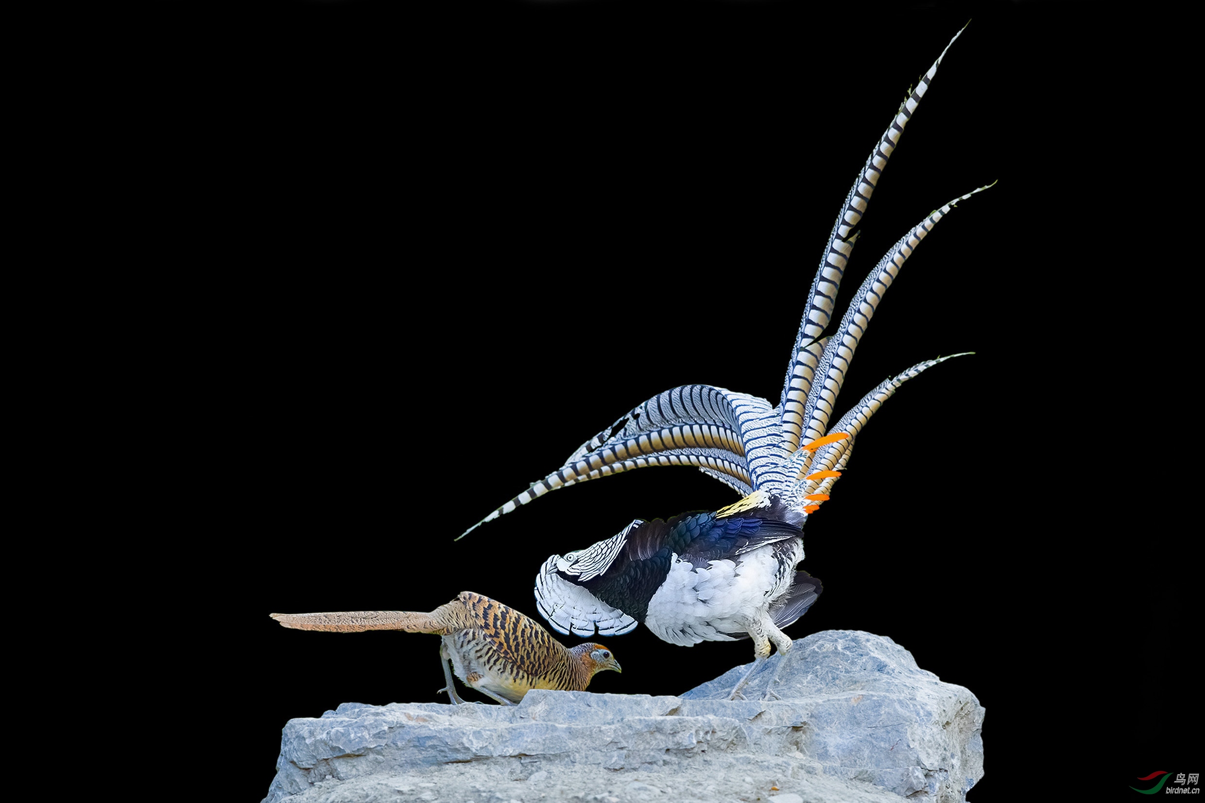 爱的绽放白腹锦鸡