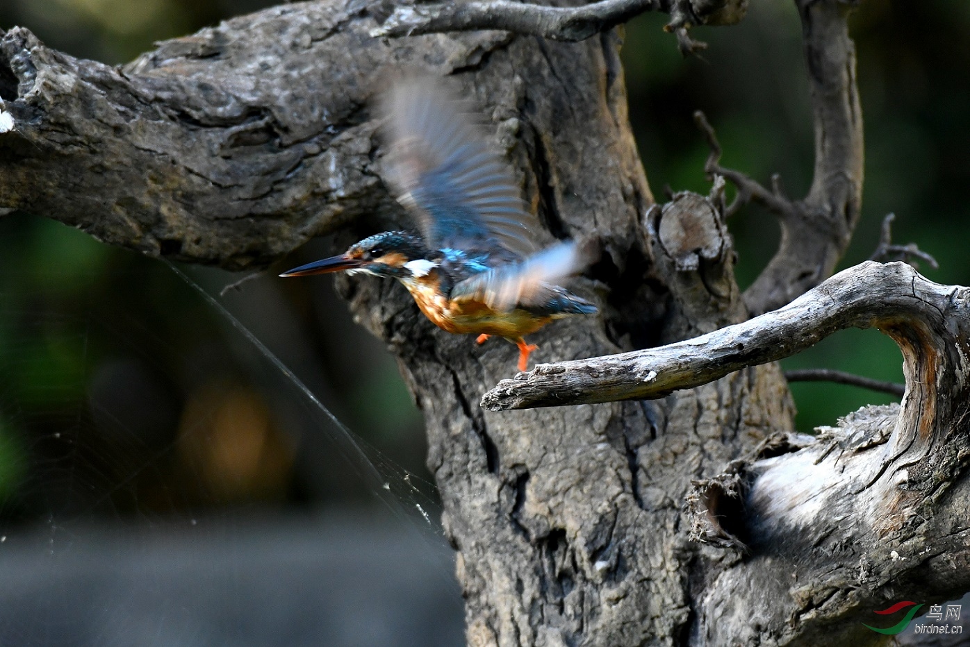 JJY_2438-1.jpg
