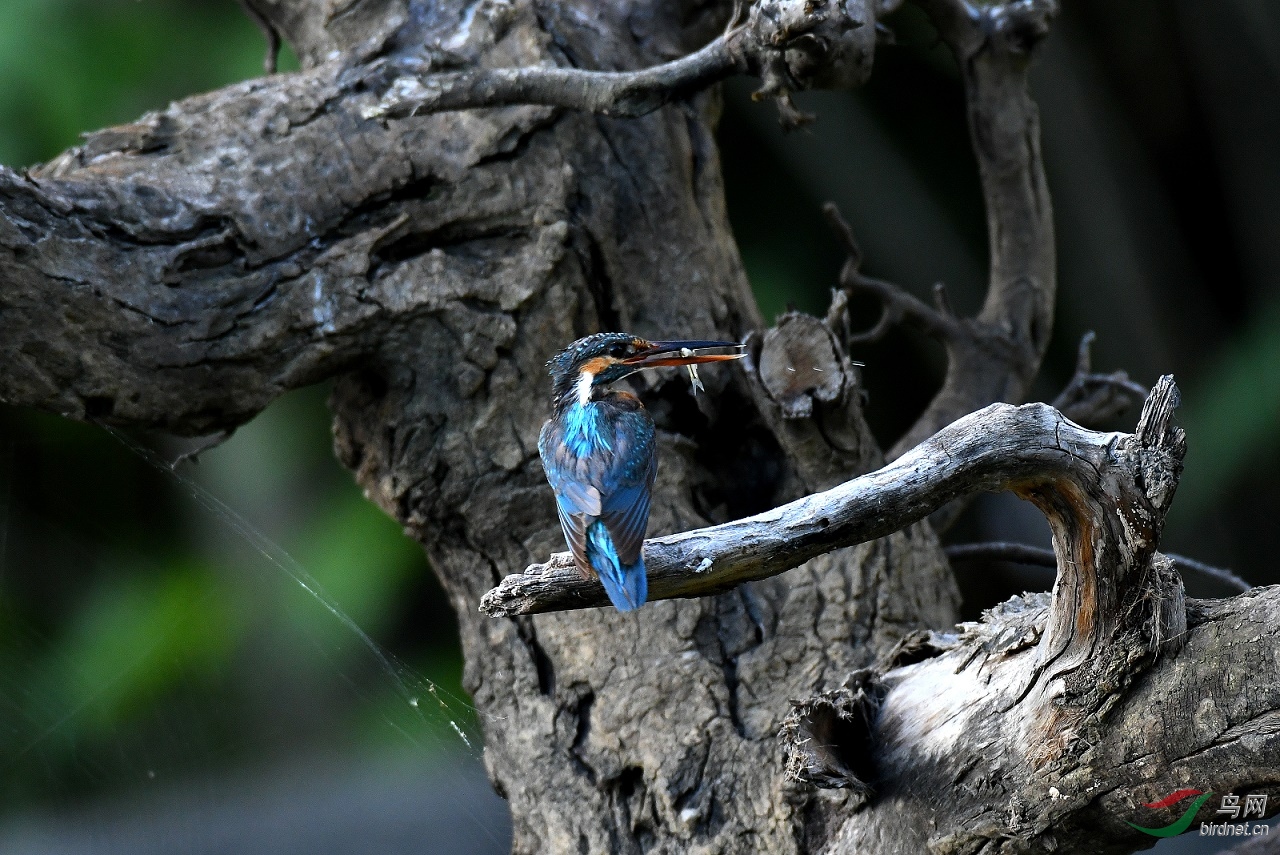 JJY_2429-1.jpg