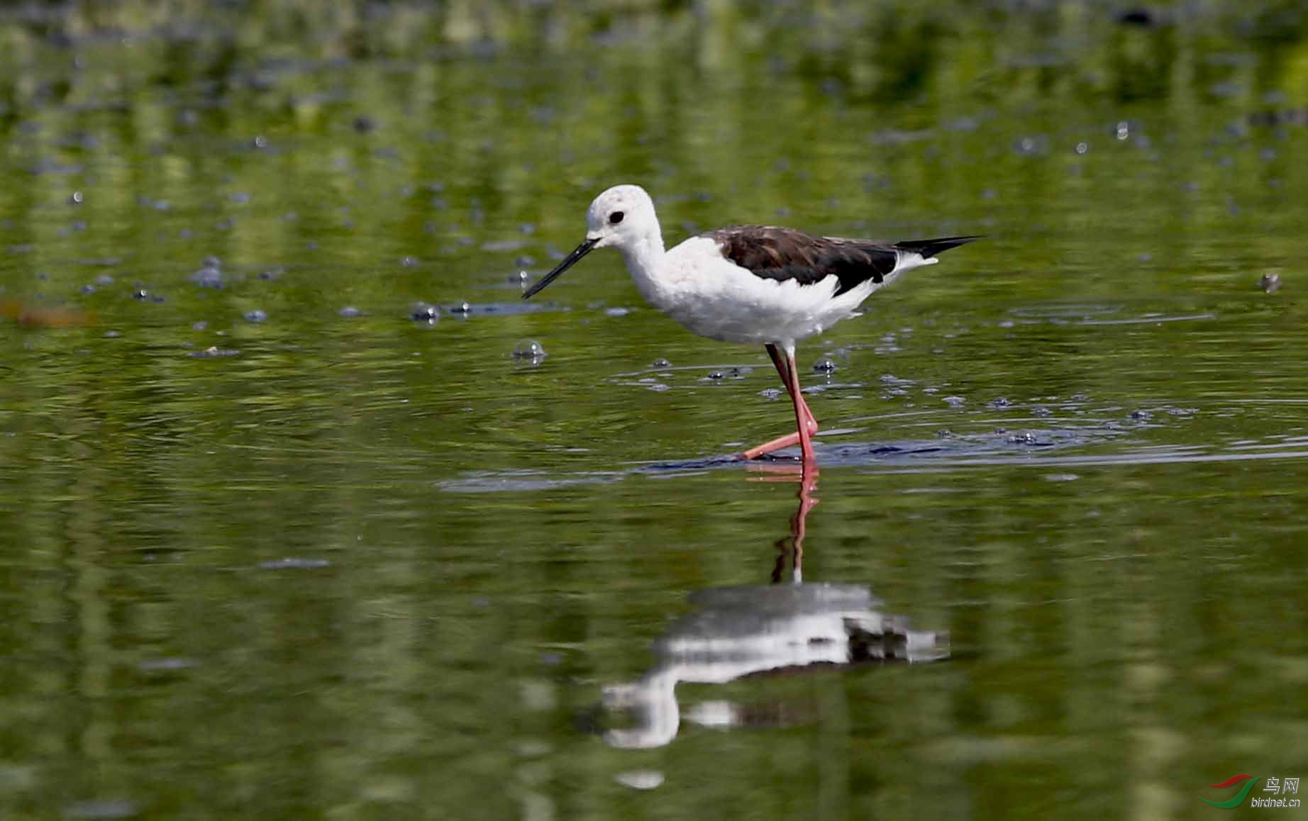 黑翅长脚鹬 - 陕西版 shanxi 鸟网