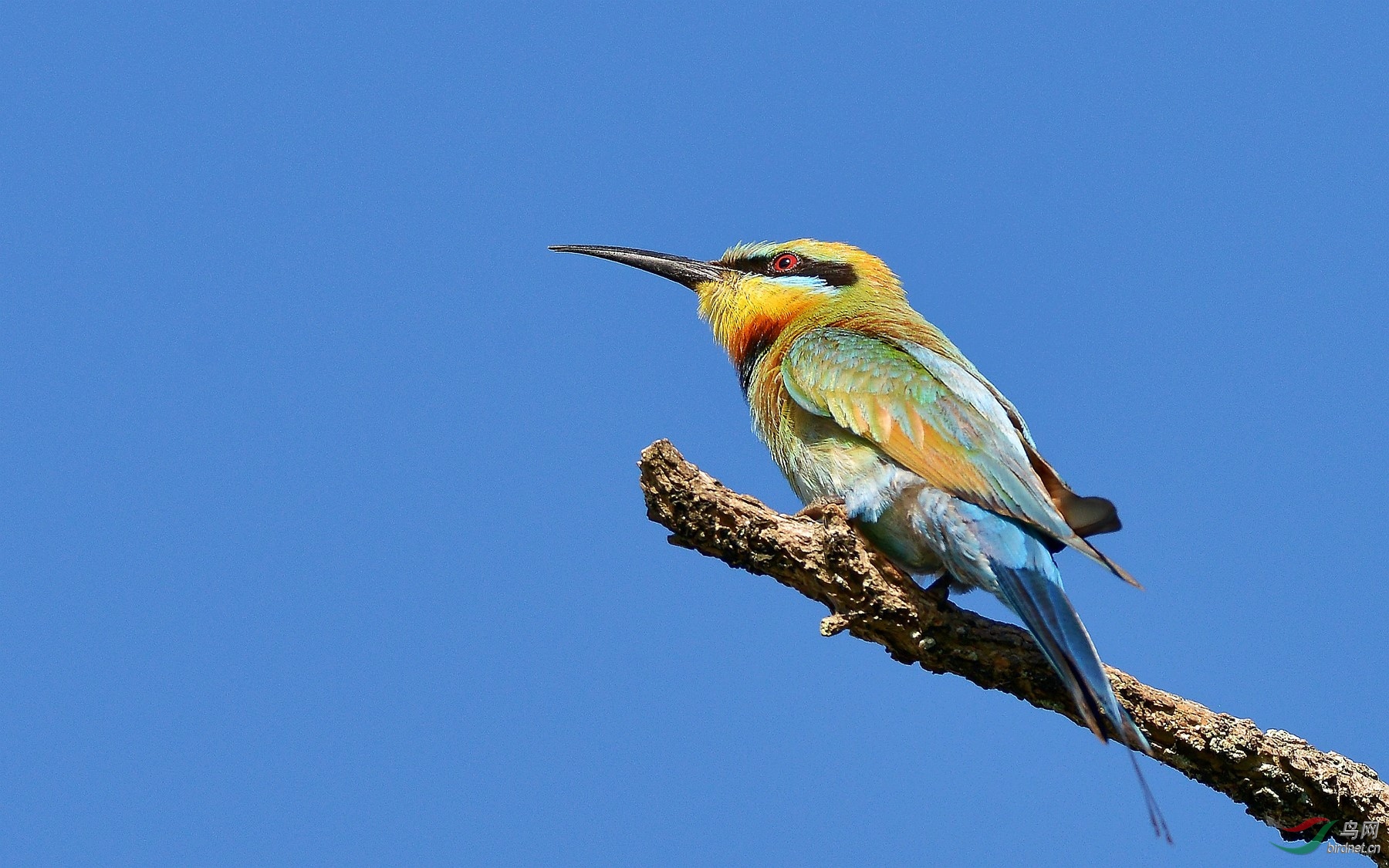 春光映彩虹澳洲彩虹蜂虎