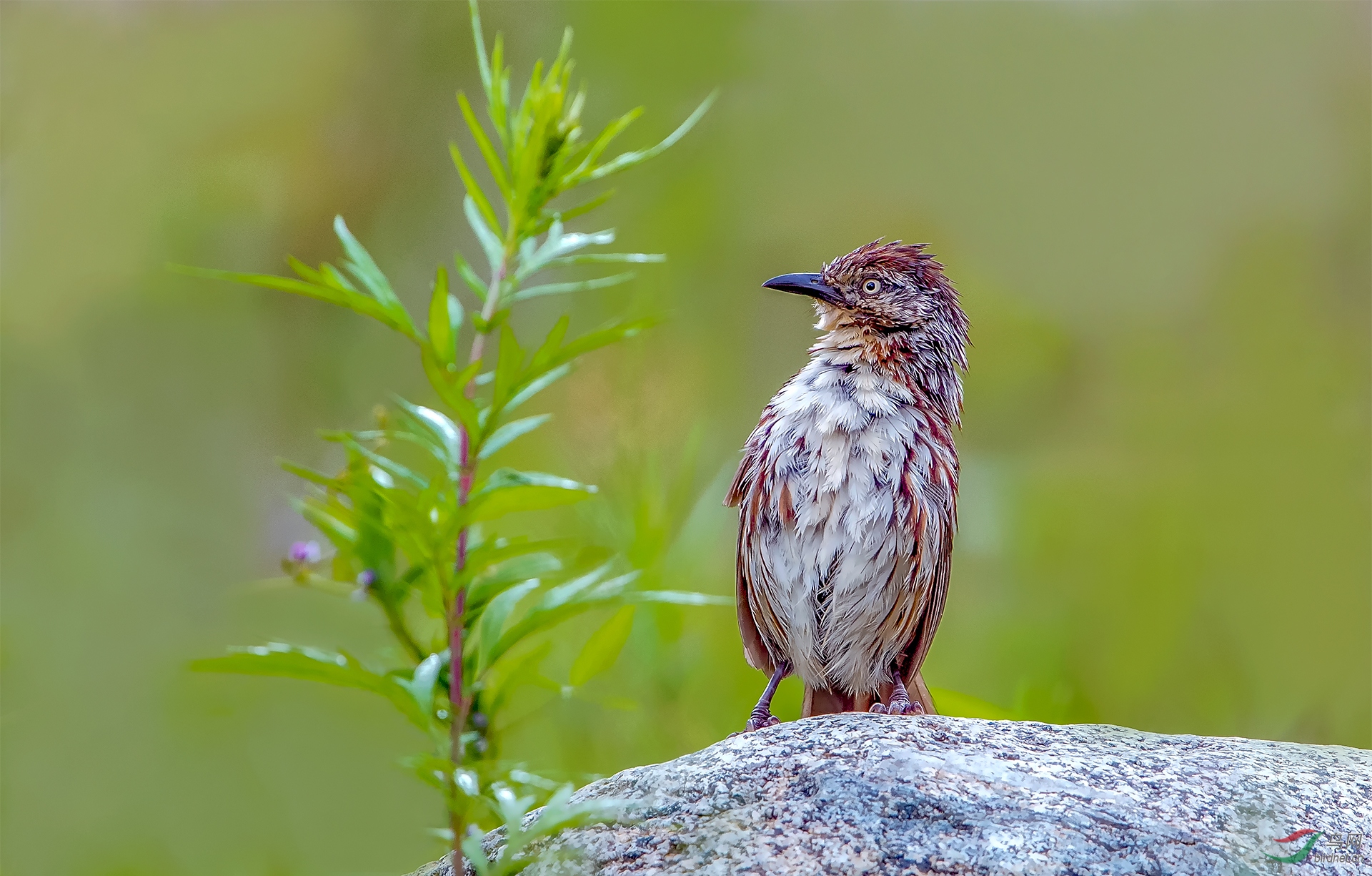 矛纹草鹛(贺 获首页鸟类精华)