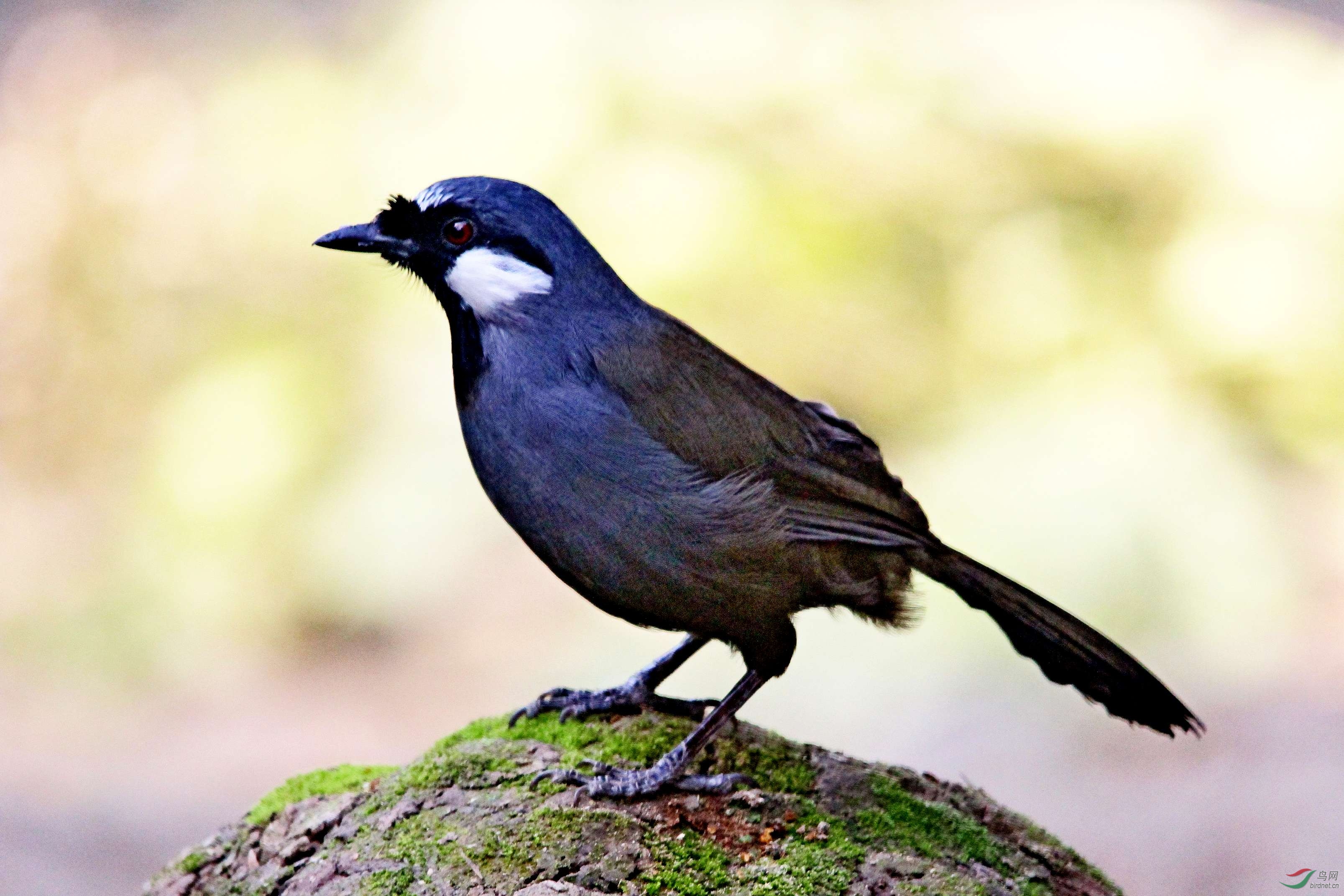 黑喉噪鹛 (30).jpg