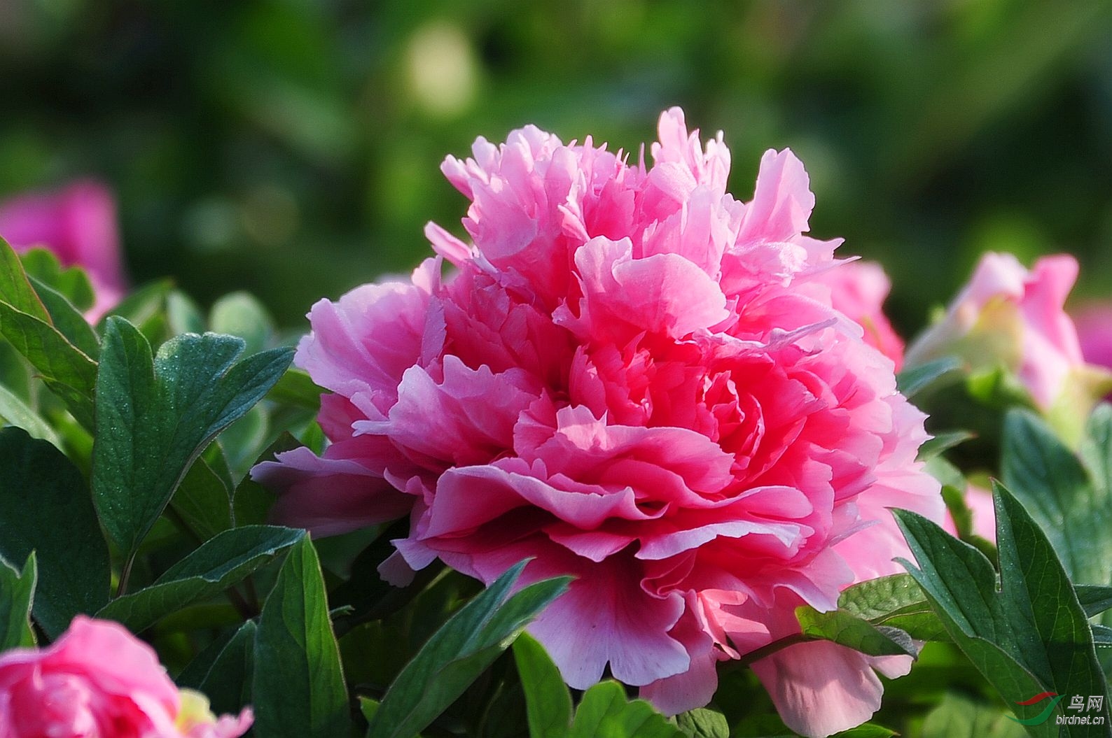 牡丹- 植物花卉版 鸟网