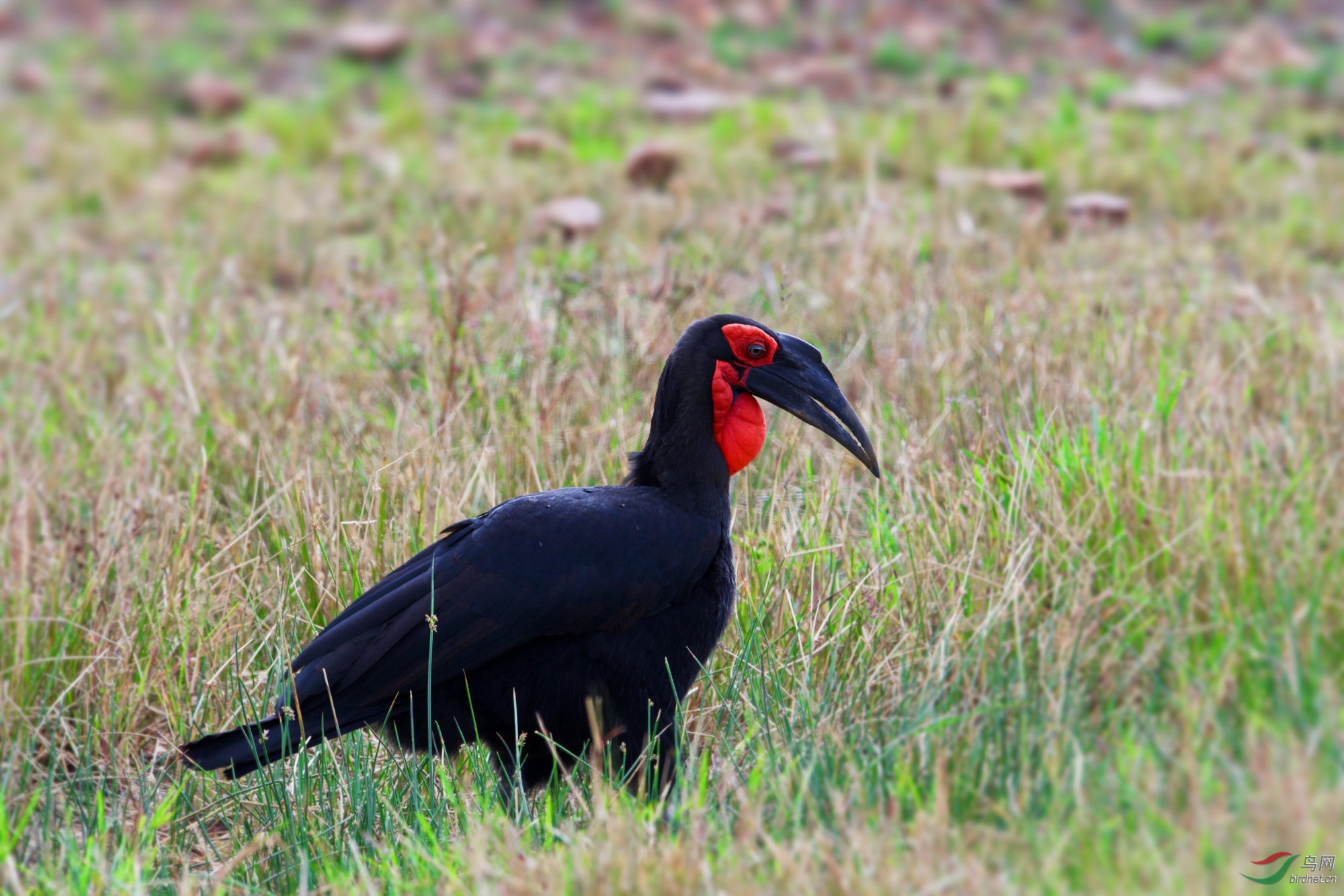 非洲红脸地犀鸟祝贺荣获首页鸟类精华