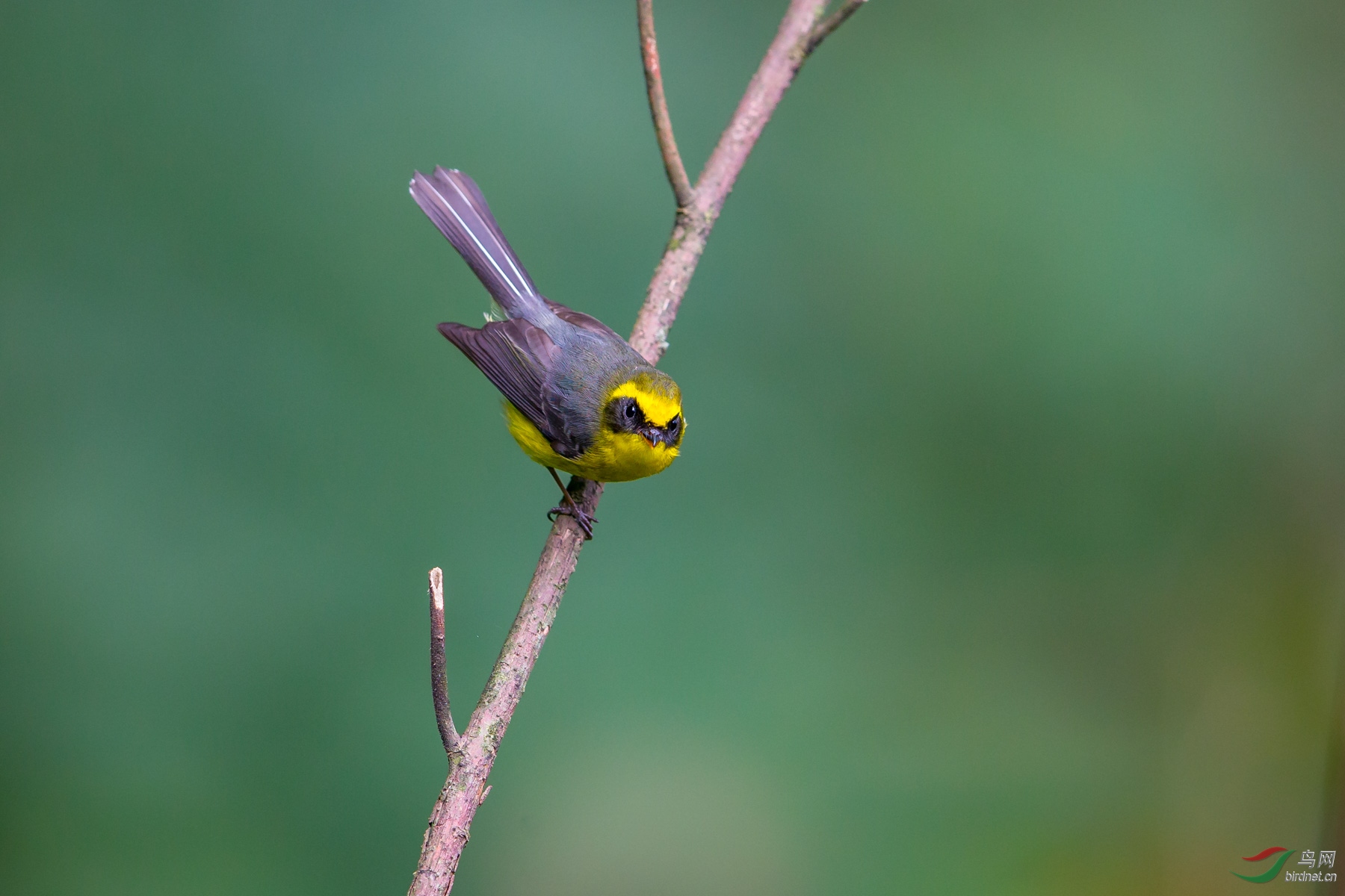 黄腹扇尾鹟