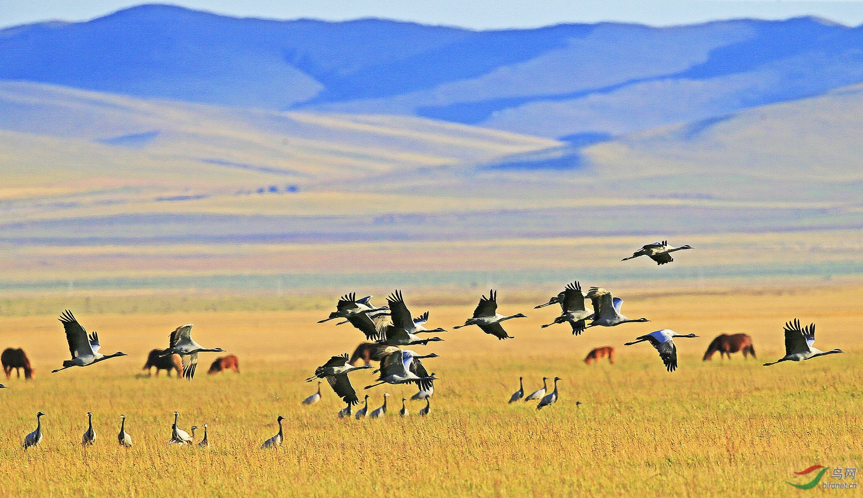 草原上的蓑羽鹤(贺获鸟类精华)