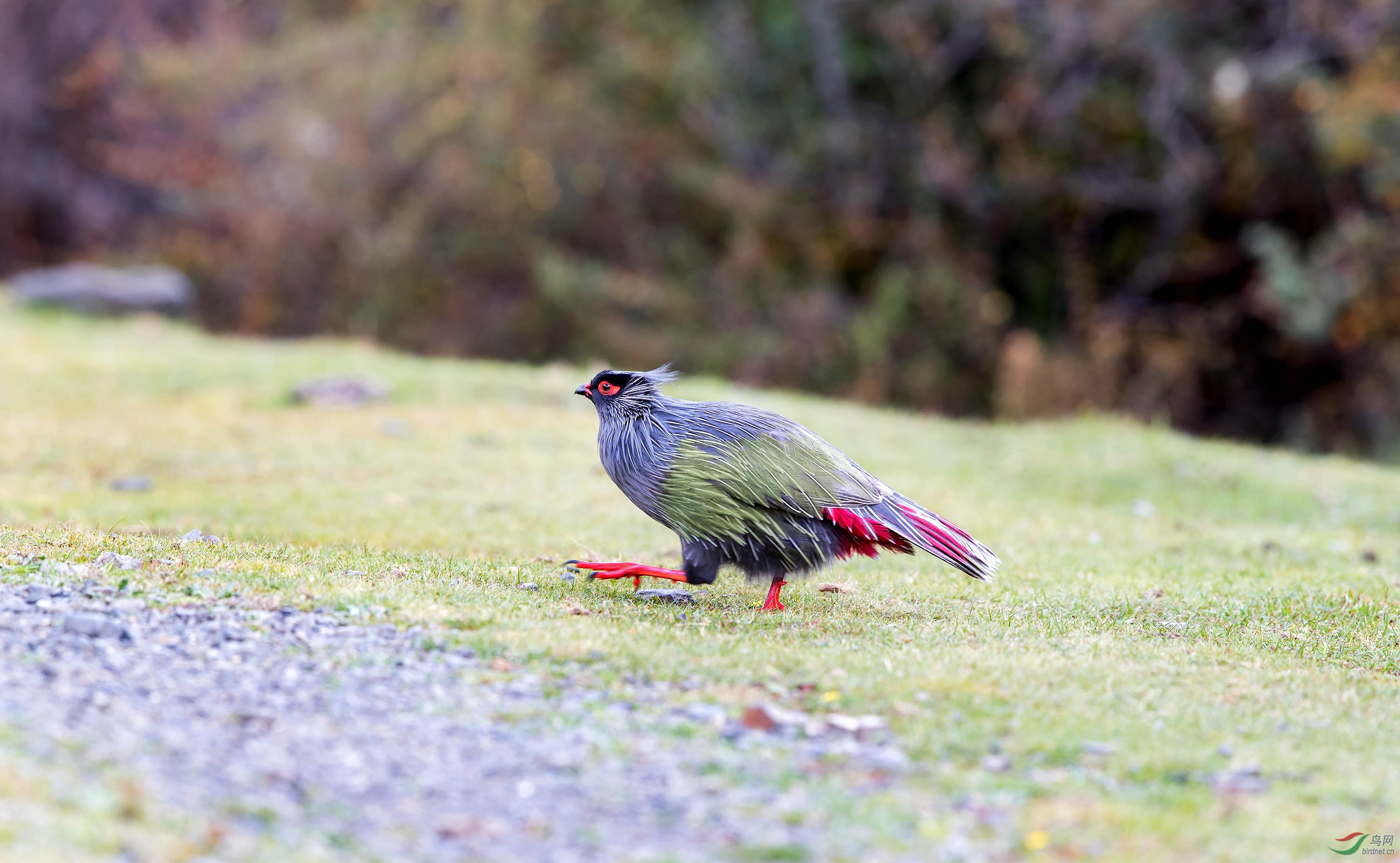 红靴红尾红眼睛,国保二级名不虚传!