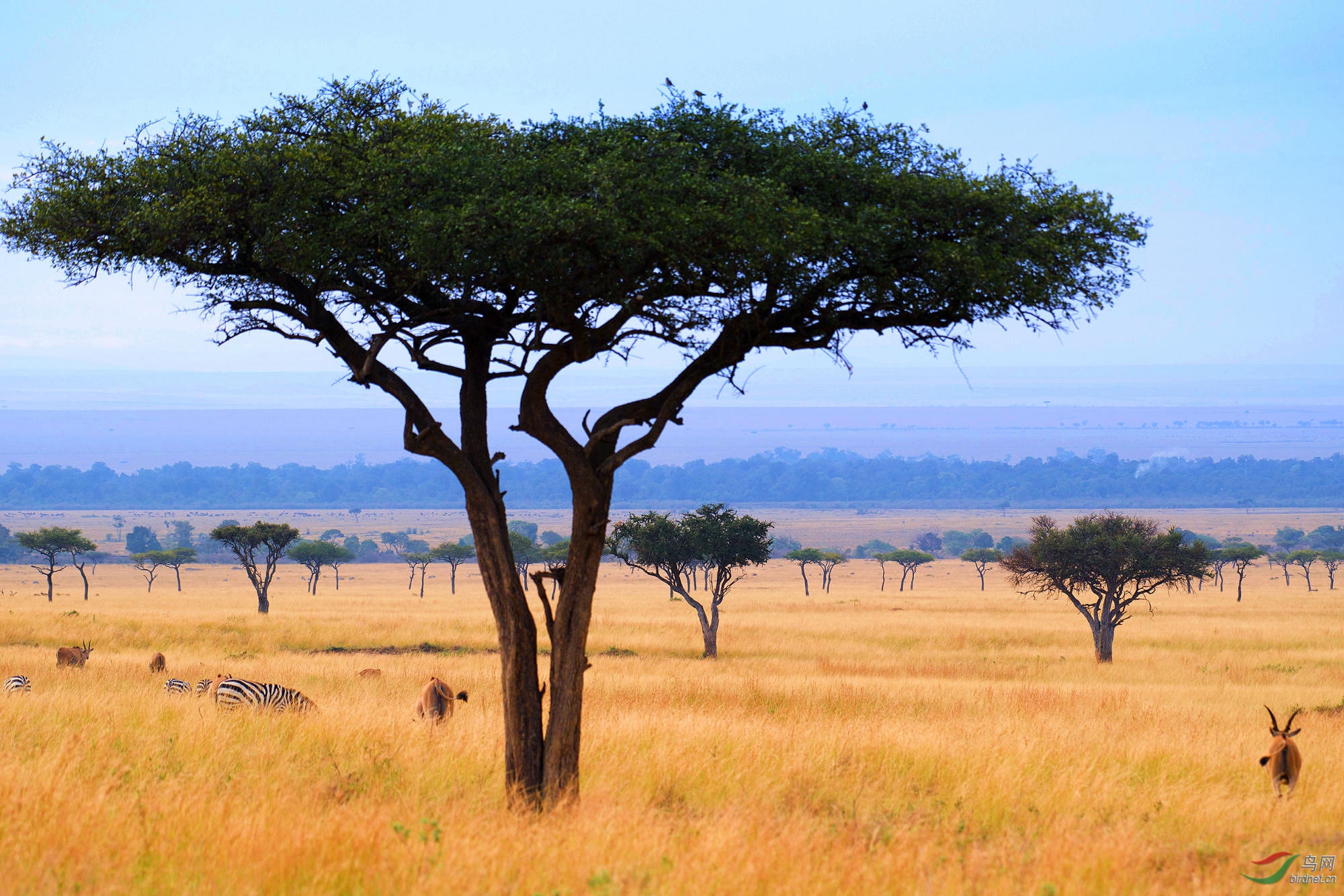 金合欢树下的非洲大草原