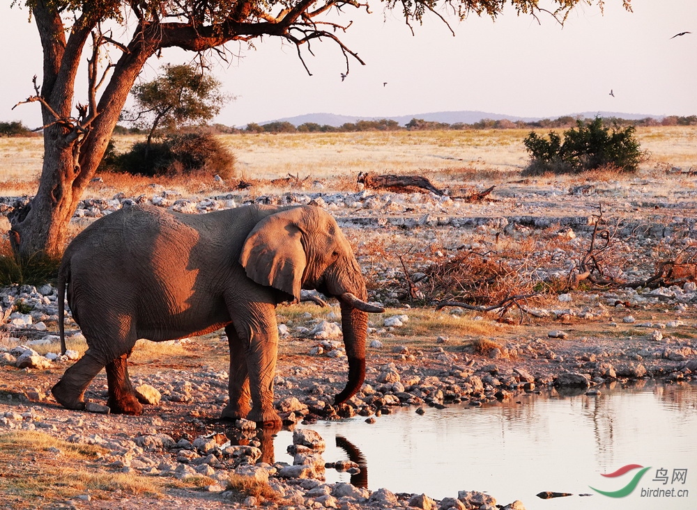 纳米比亚埃托沙的大象