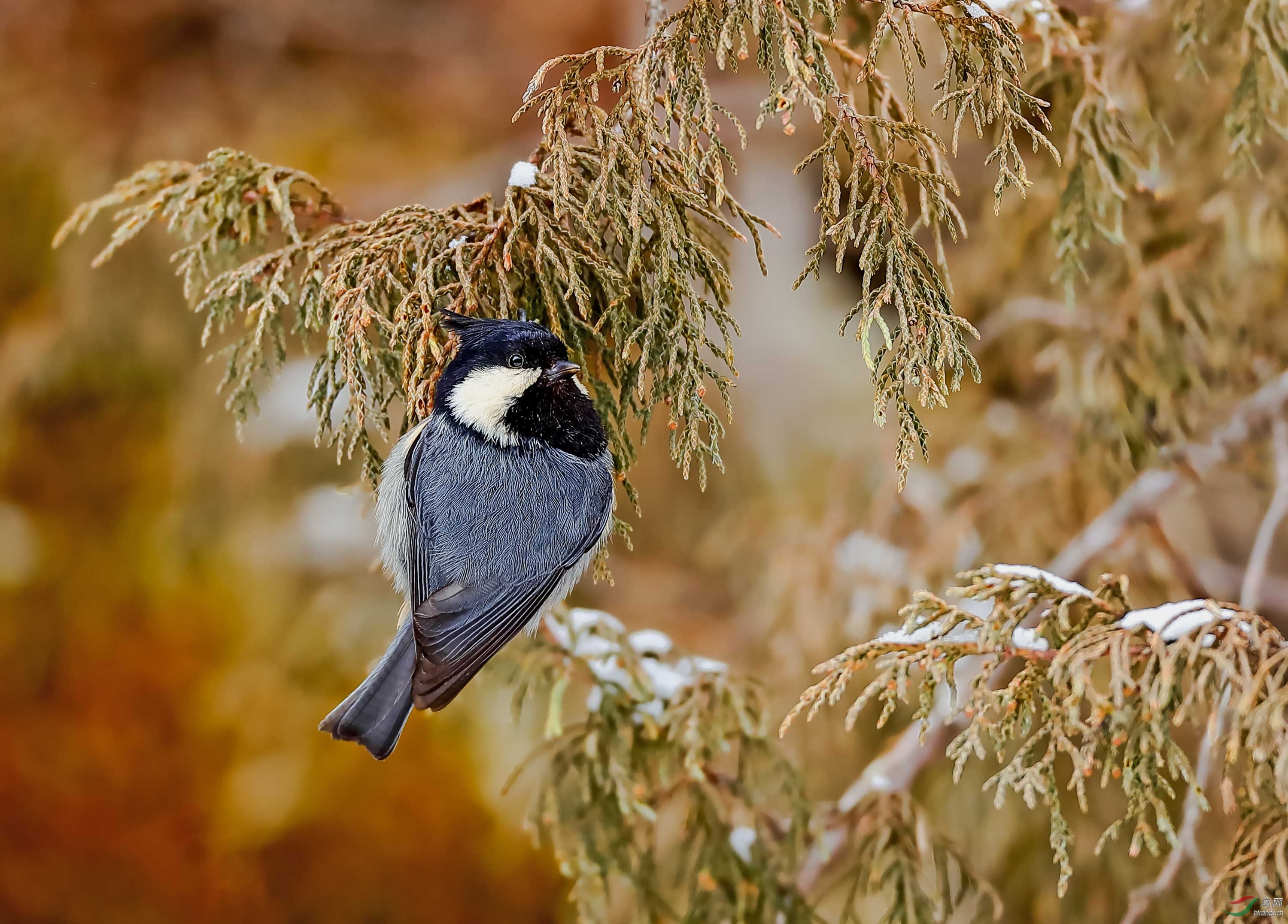 看图说画黑冠山雀