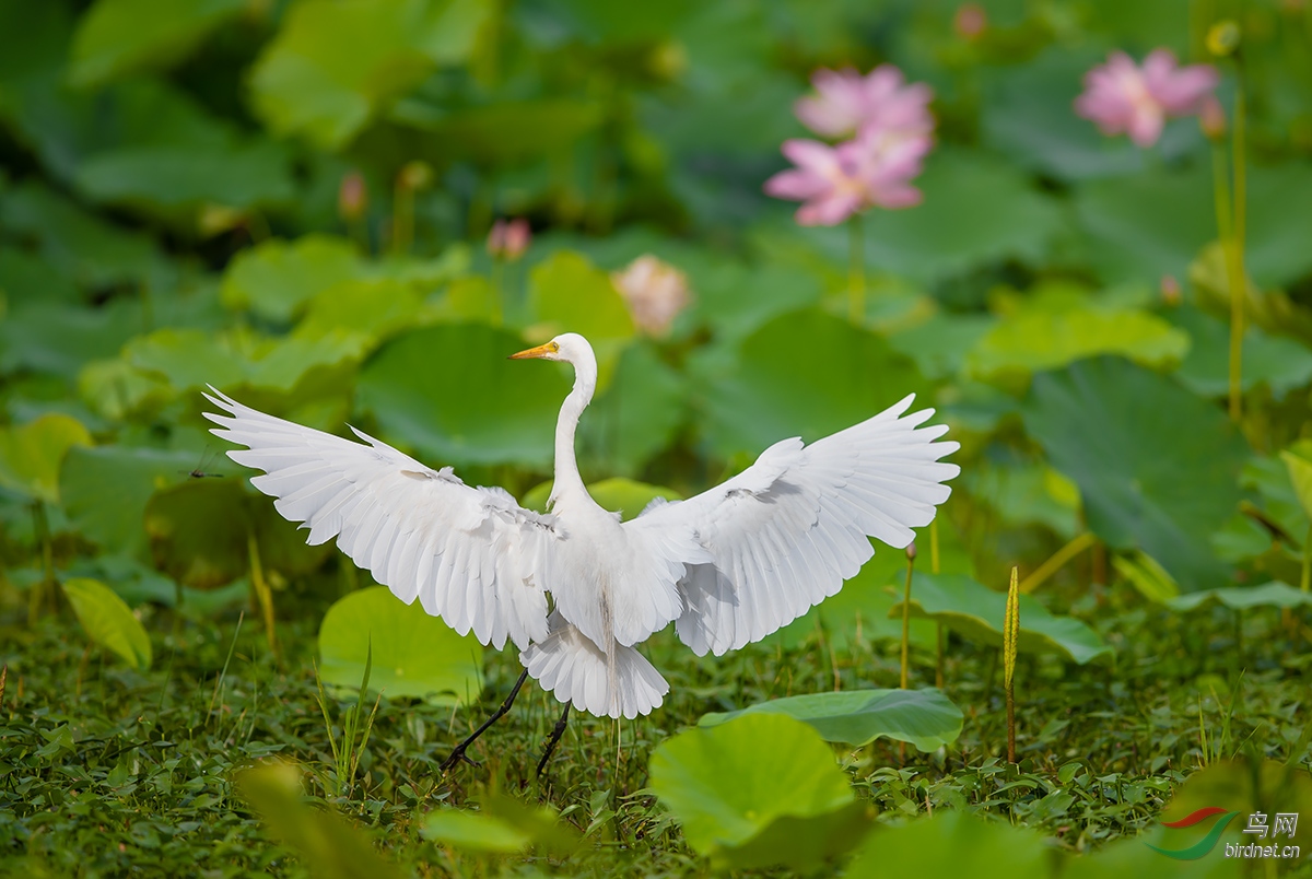 荷塘白鹭飞