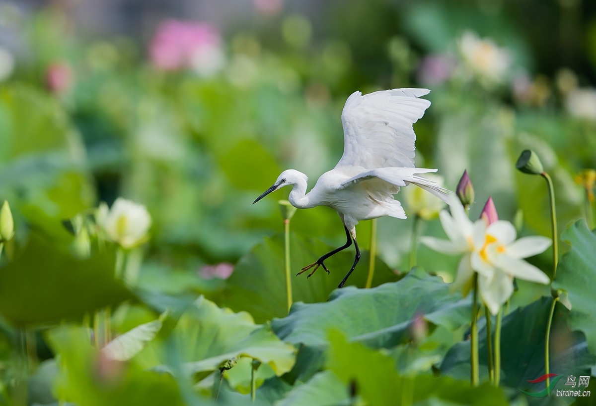 荷塘白鹭飞