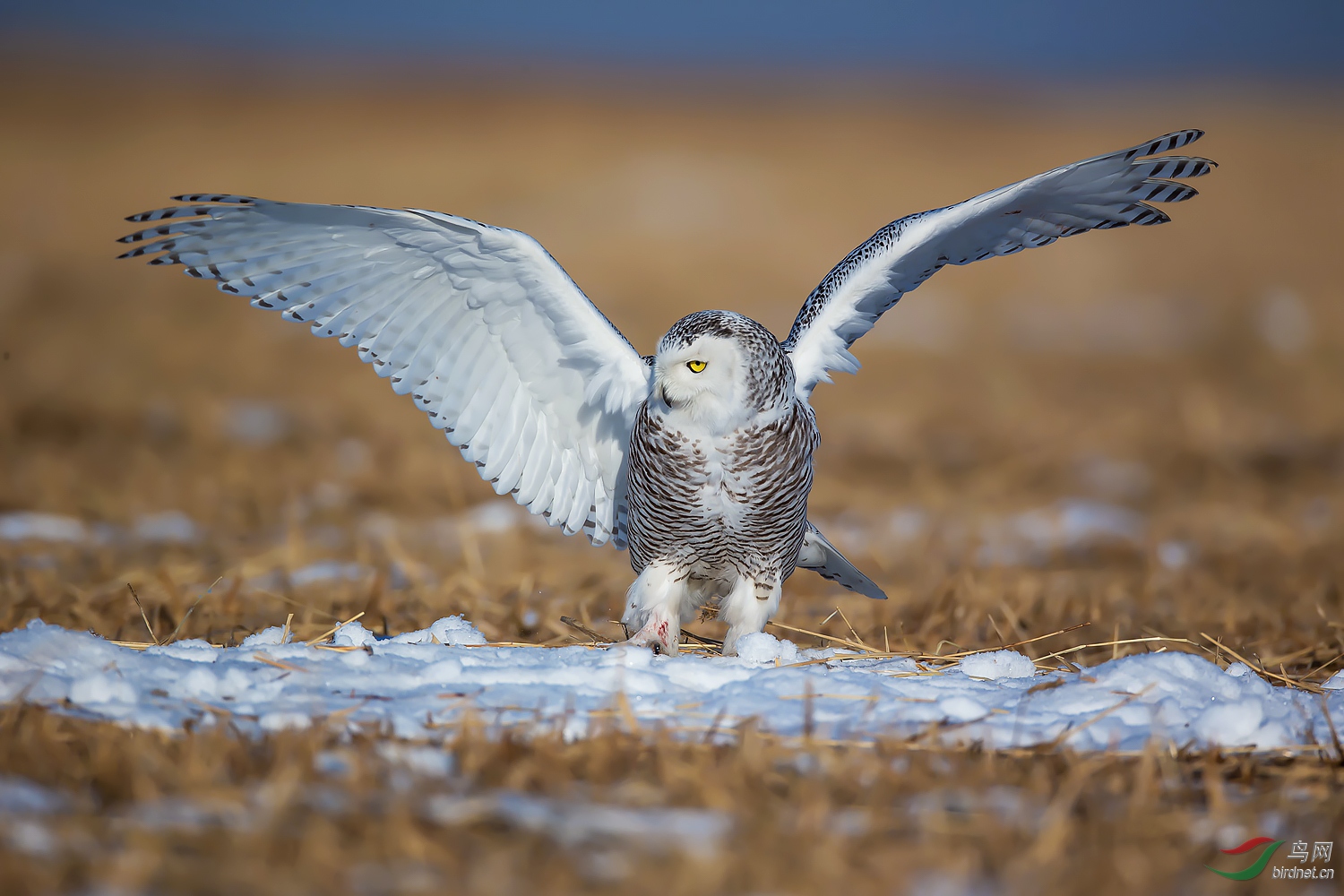 論壇 69 主題區 69 野生鳥類 69 雪鴞