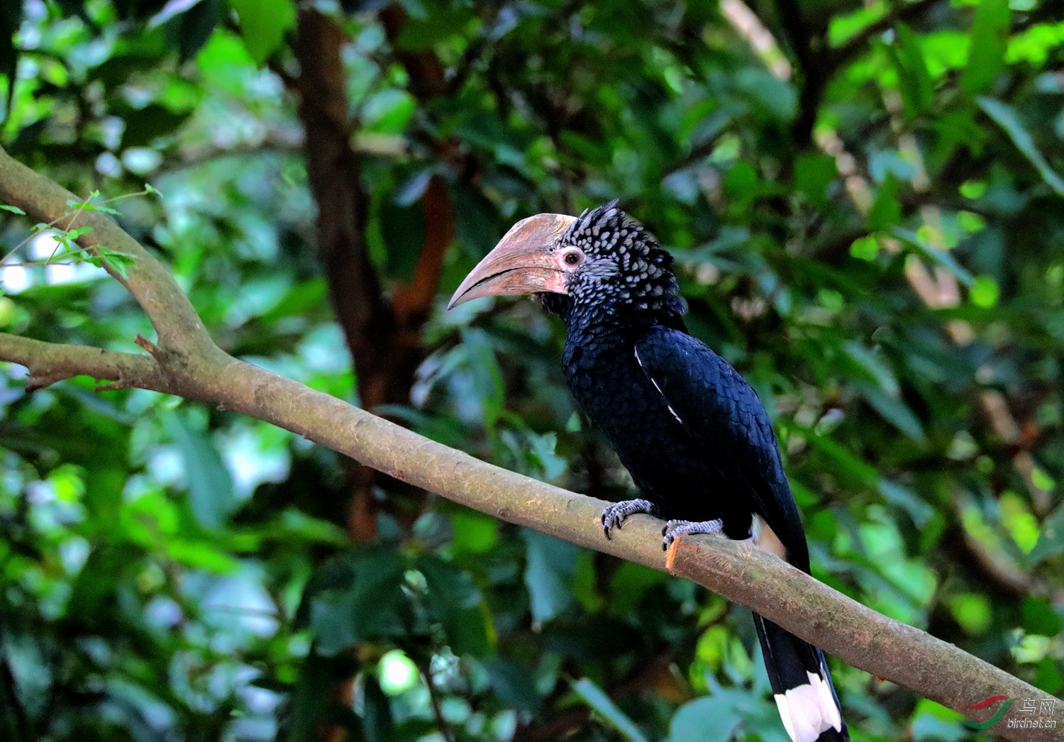安闲静休(银颊噪犀鸟)