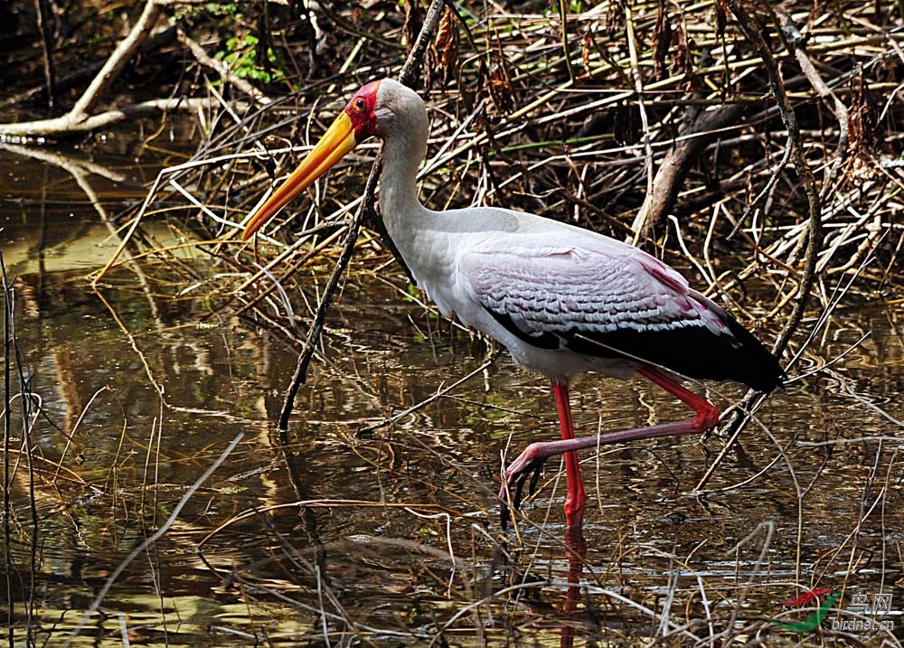 非洲大型鸟类系列之二十九黄嘴鹮鹳
