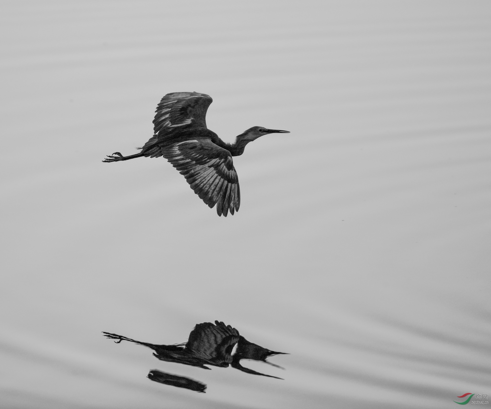 北戴河湿地连续6年记录灰白鹭图恭贺荣获图文精华