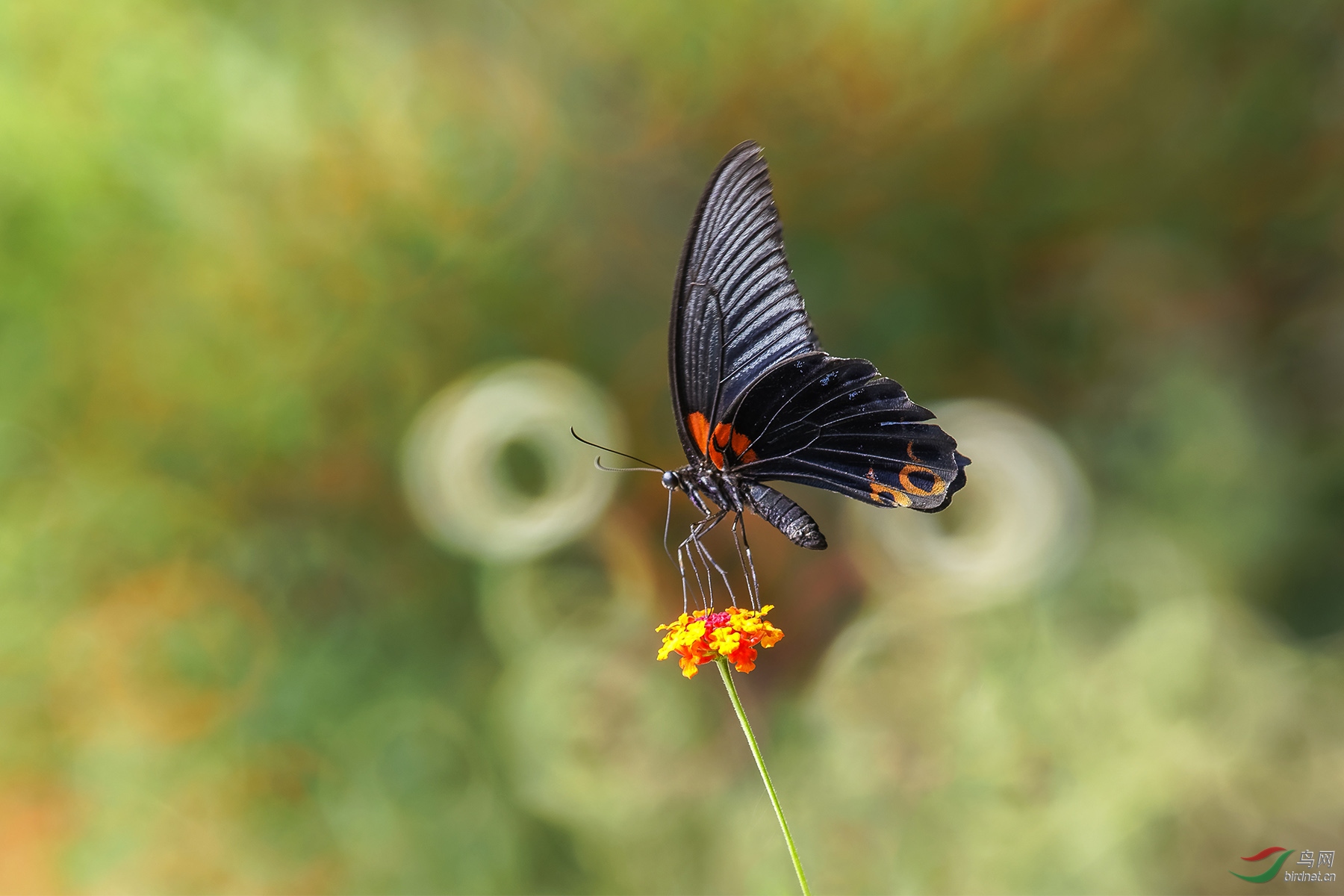 会飞的花朵(蝴蝶)
