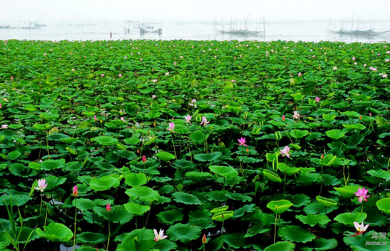 微山湖上荷花香