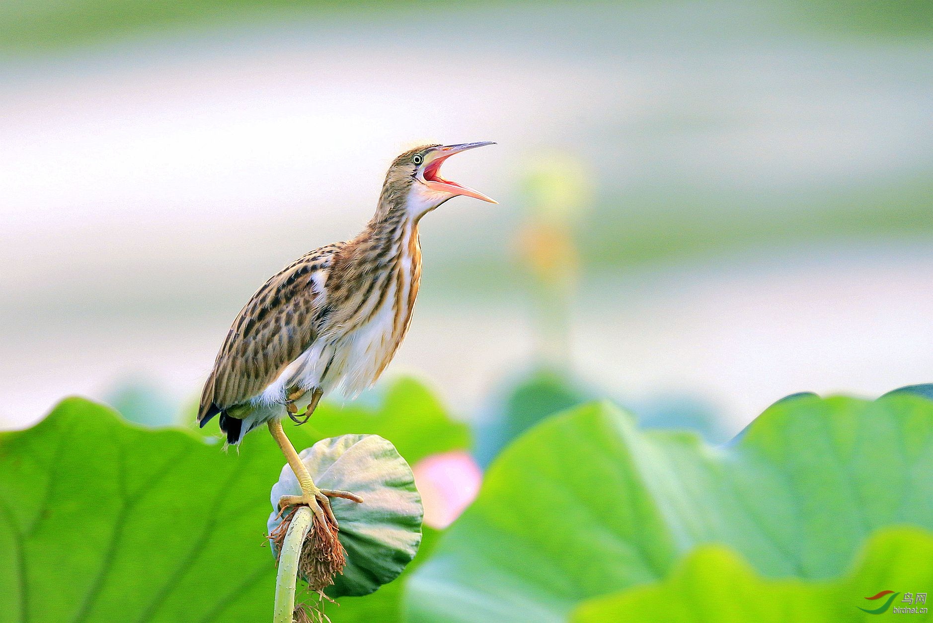 呐喊- 新疆版 xinjiang 鸟网