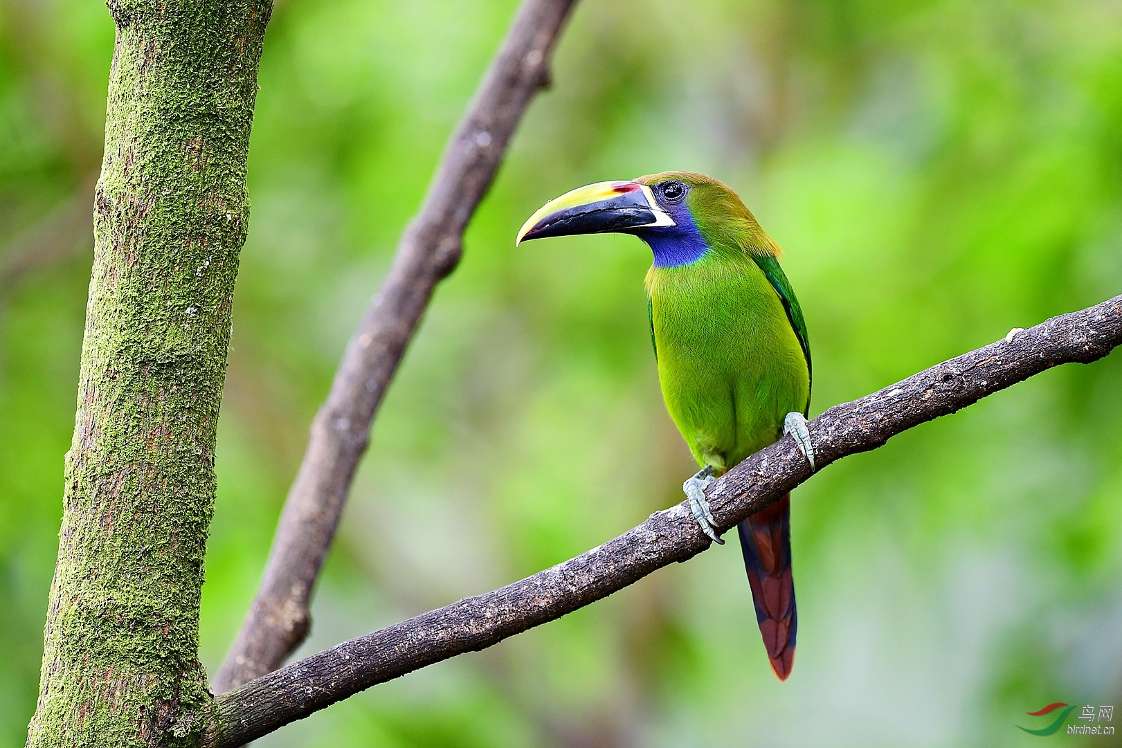 绿巨嘴鸟(恭贺荣获首页鸟类精华)
