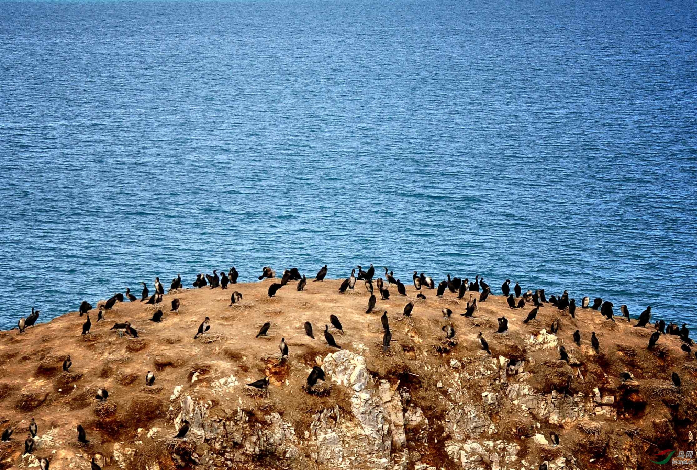 青海湖鸟岛最美图片