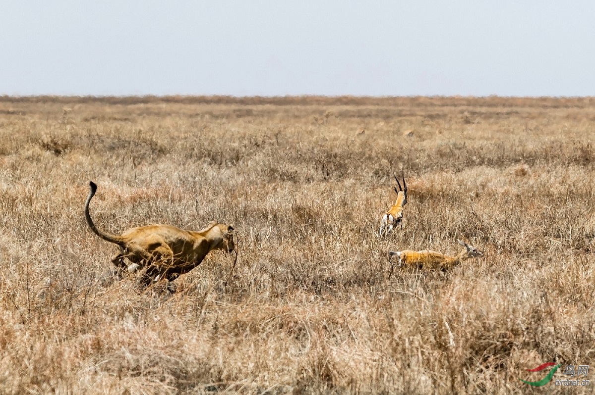 东非狮子捕猎《追击》