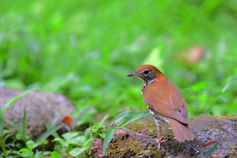 哥斯达黎加拍鸟之棕林鸫