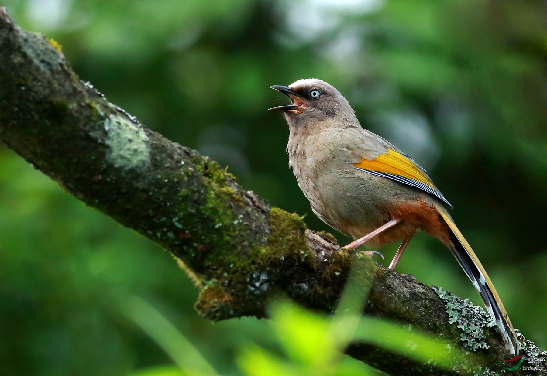 金佛山上的橙翅噪鹛