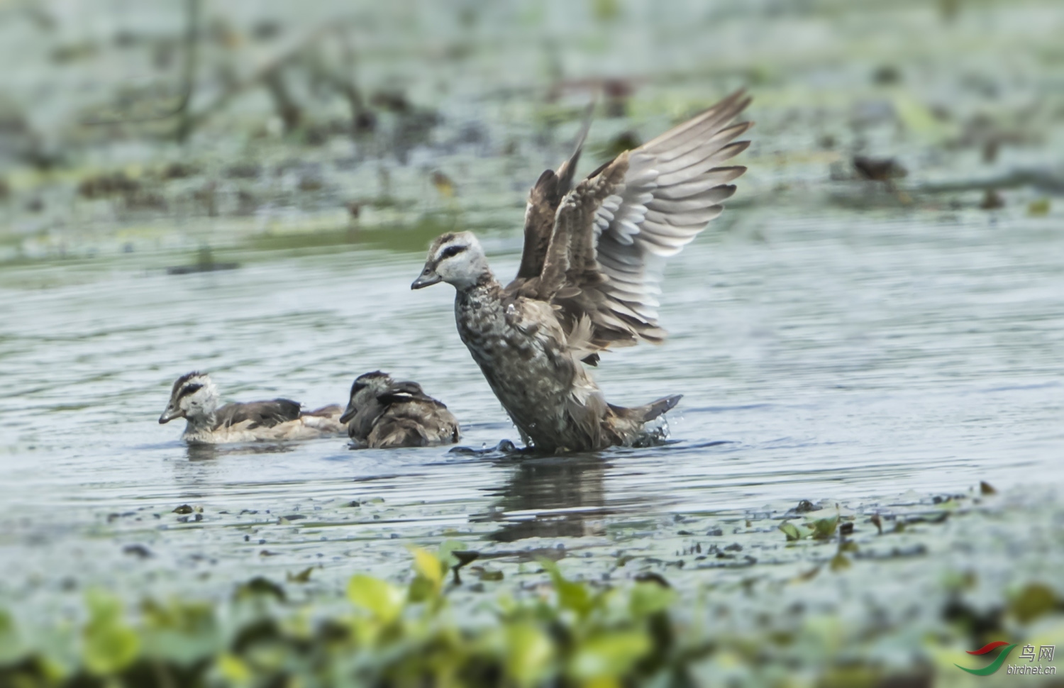 棉凫鼓翅激清波