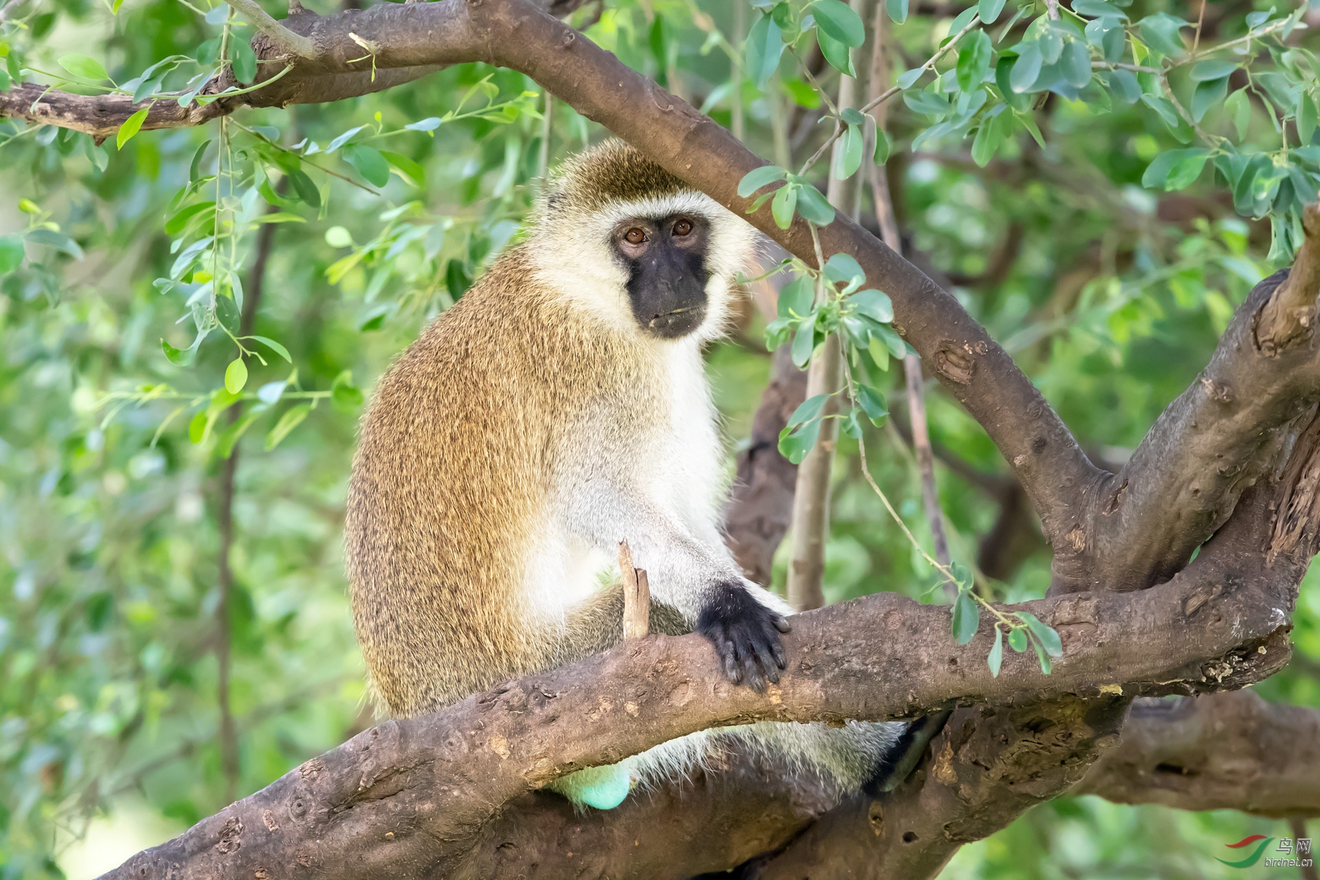 2018.8.20蓝蛋猴,你见过吗