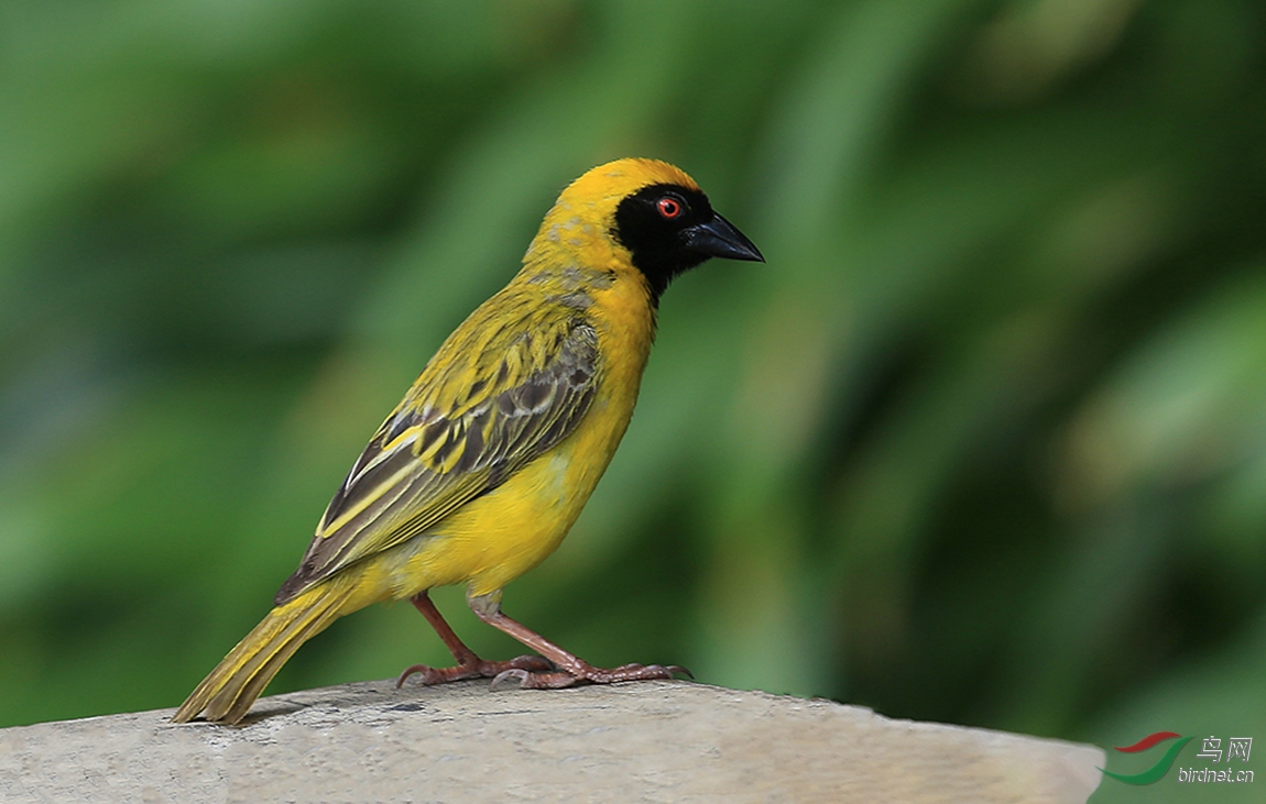黄胸鹀雌鸟图片