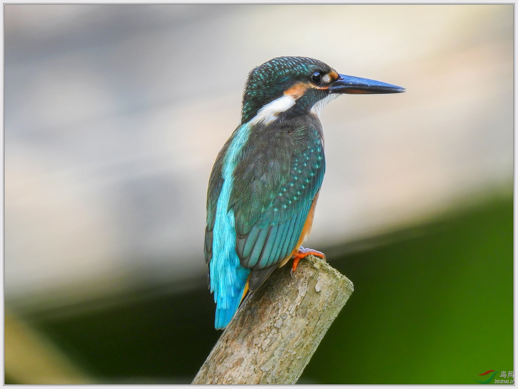 �ܽ������