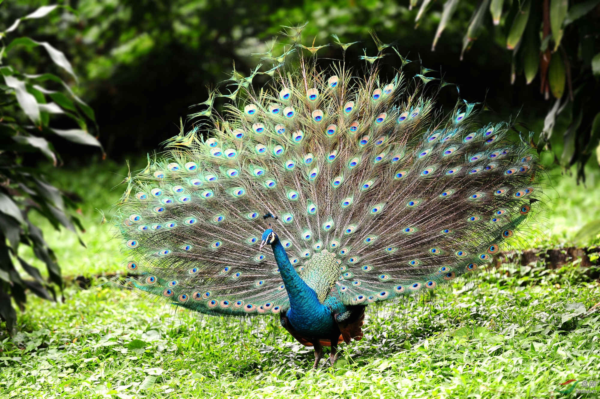 [林鸟] 蓝孔雀开屏～拍摄于马来西亚------贺荣获首页精华