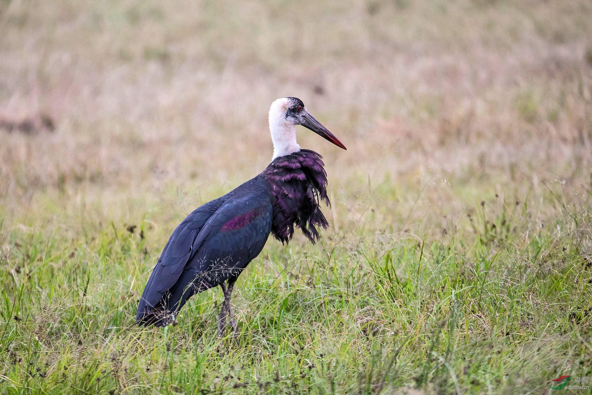 白颈鹳 - 皇城根拍鸟e族 鸟网