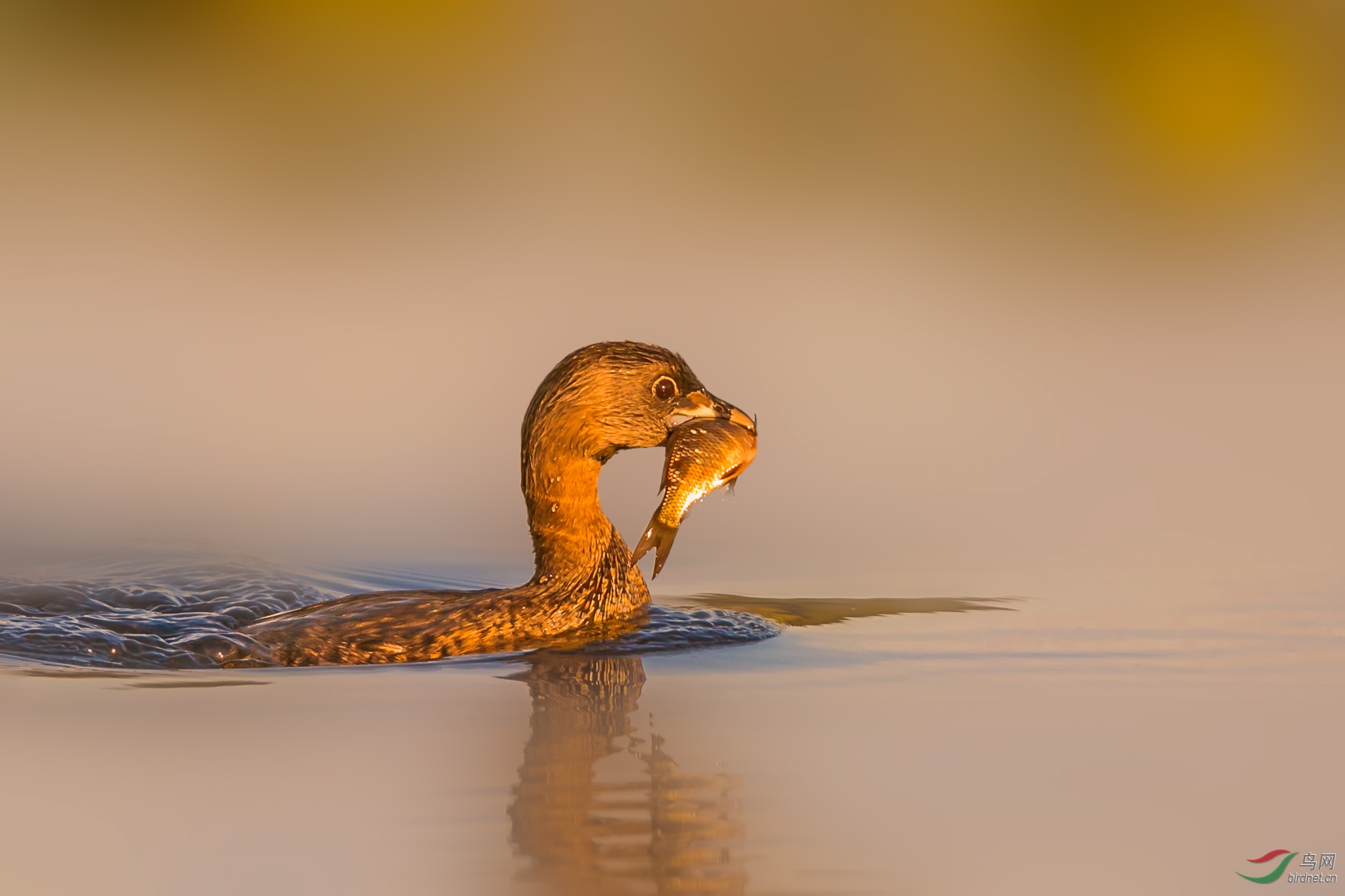 落日下的斑嘴巨䴙䴘