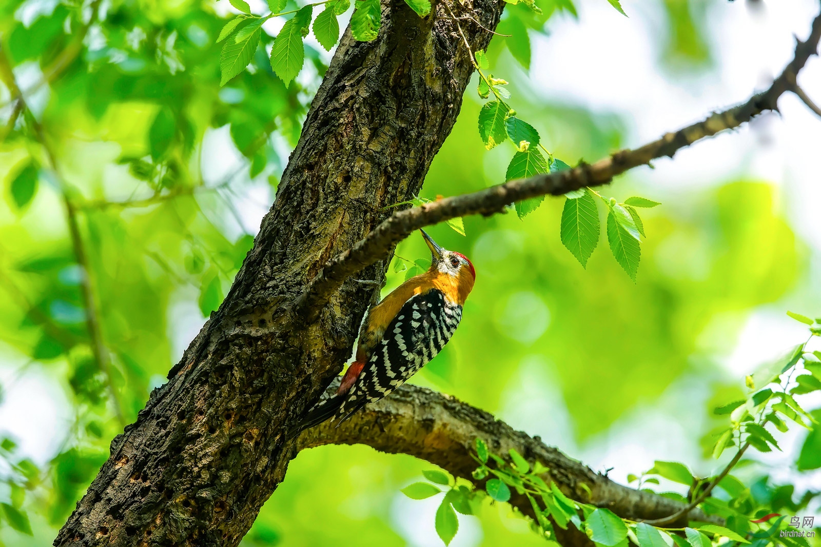 护树使者(棕腹啄木鸟)