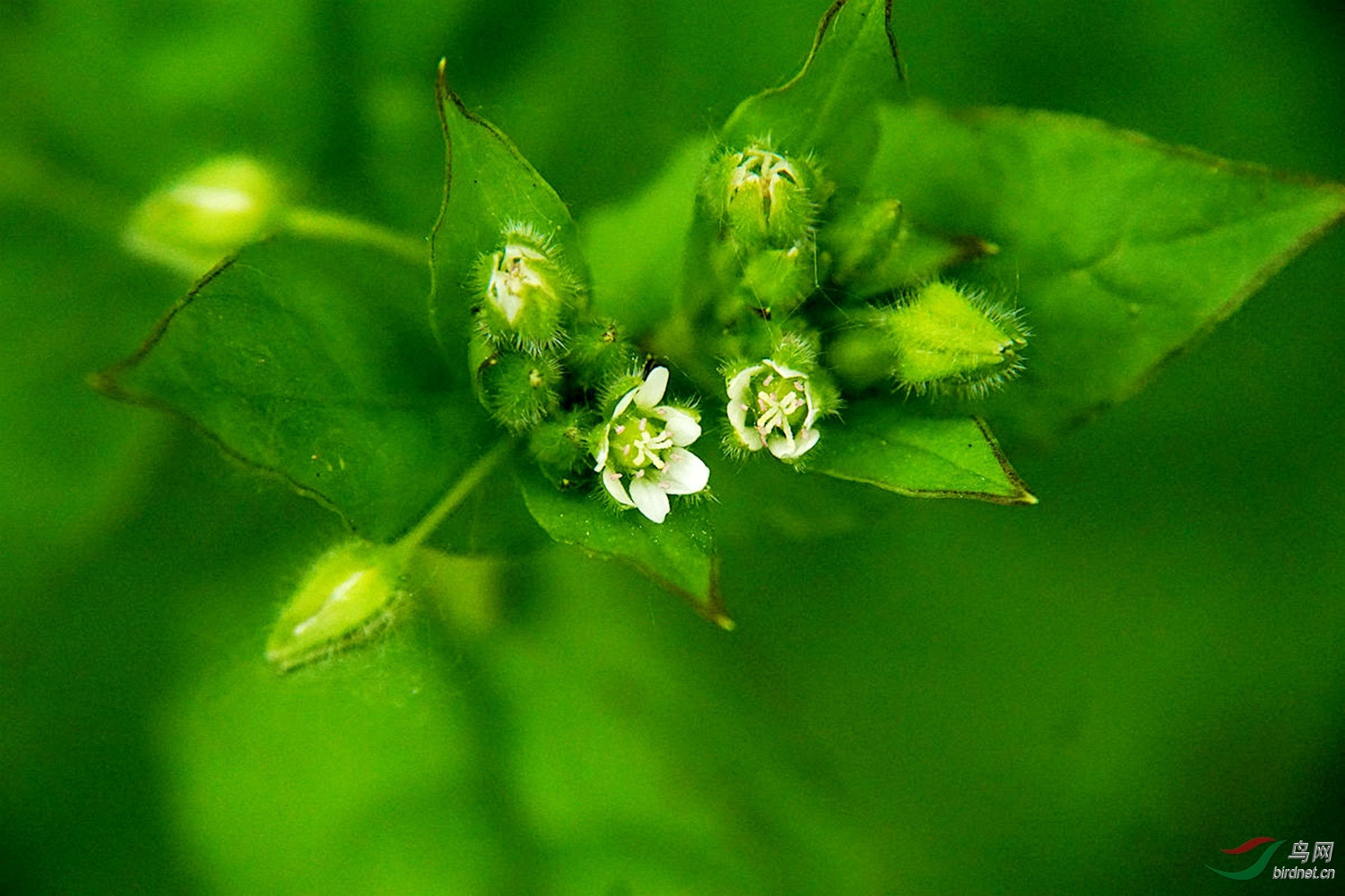 繁缕鹅肠菜