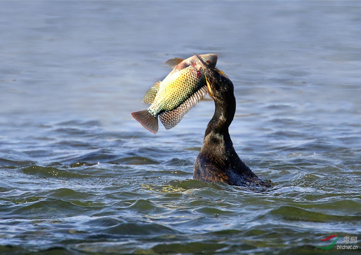 天热不误抓鱼事