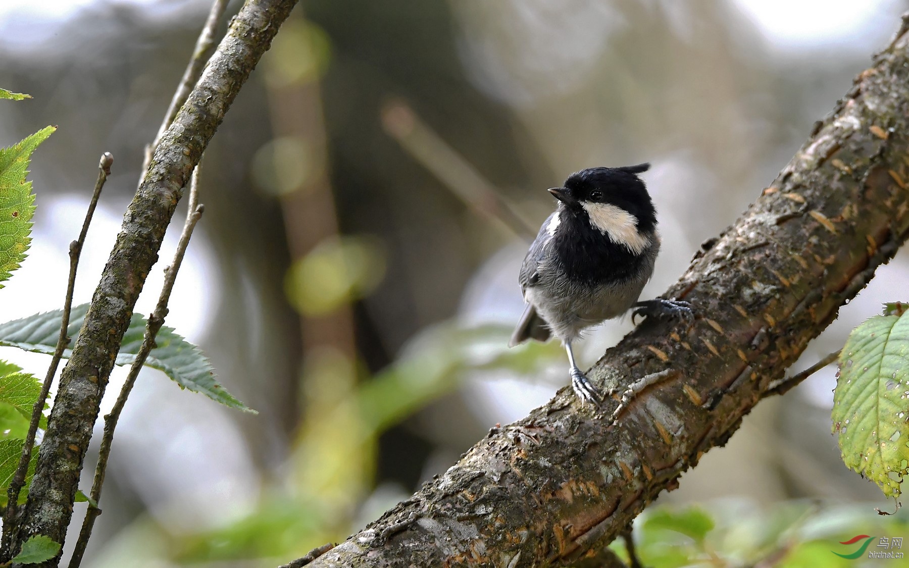 仙山禅林藏好鸟黑冠山雀始出来