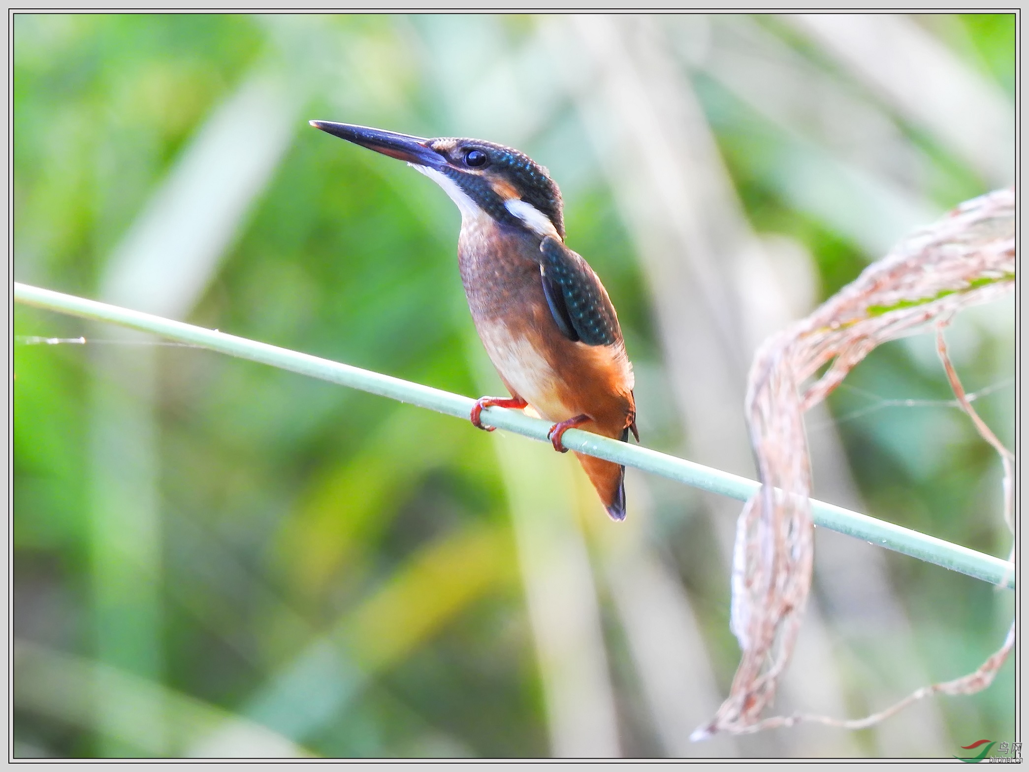 С��ı����Ŀ�ʽ