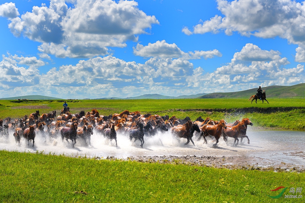 白云下边马儿跑