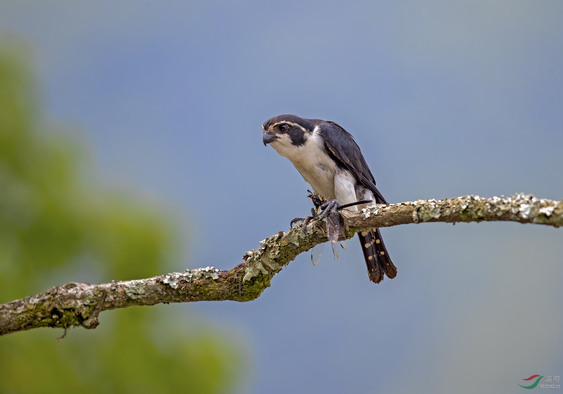 小猛禽-白腿小隼 - 河北版 hebei 鸟网