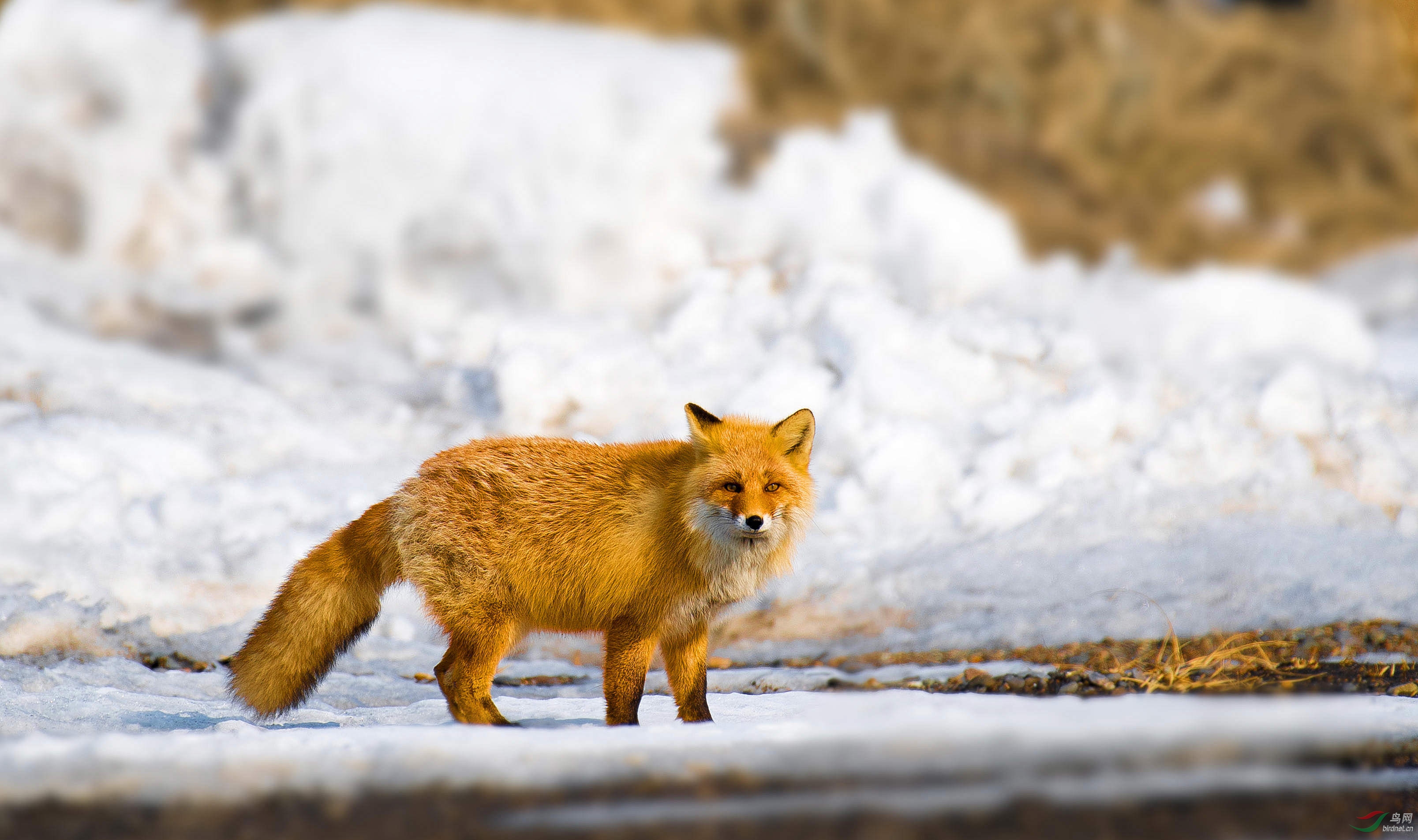 警惕的眼神北海道赤狐