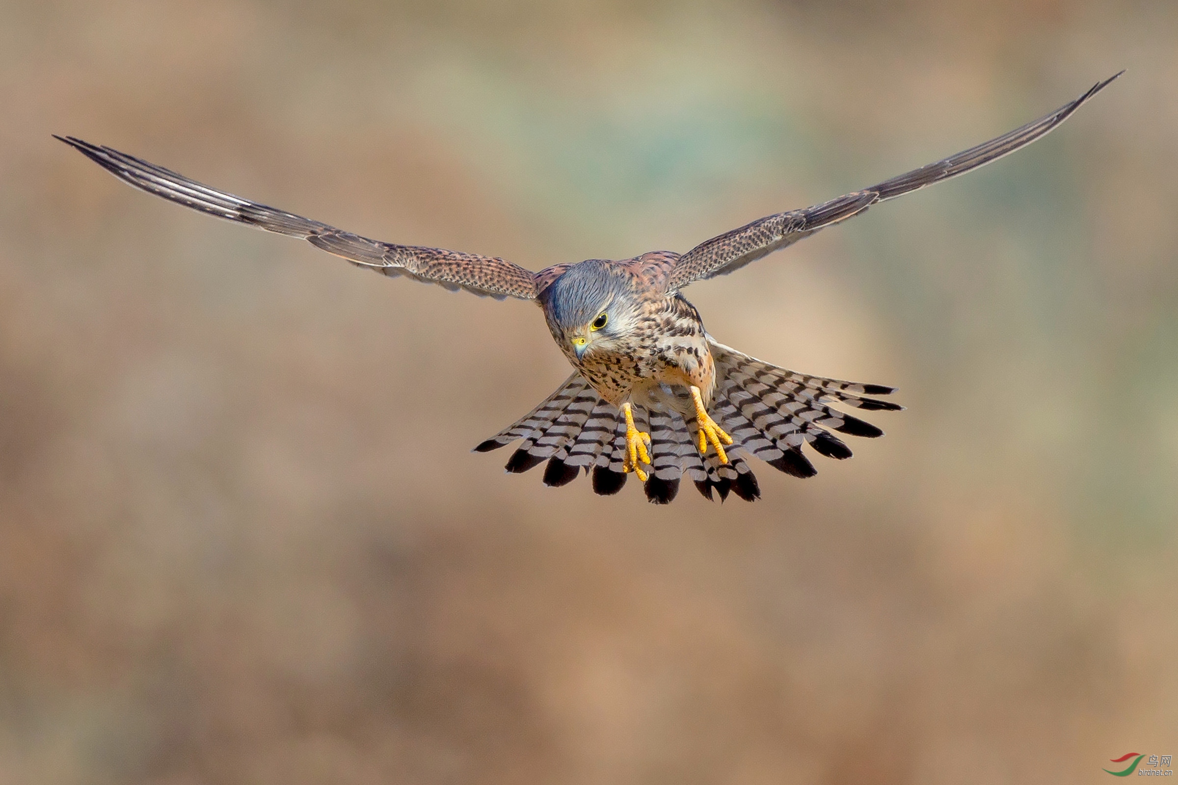 《锁定猎物》红隼