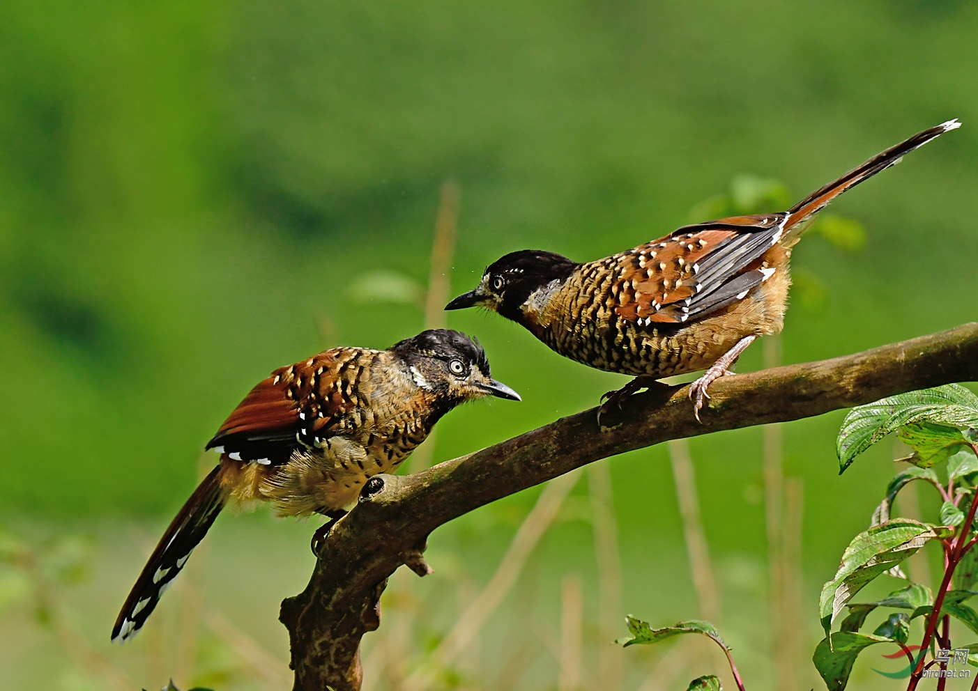 树上鸟儿成双对一一一眼纹噪鹛