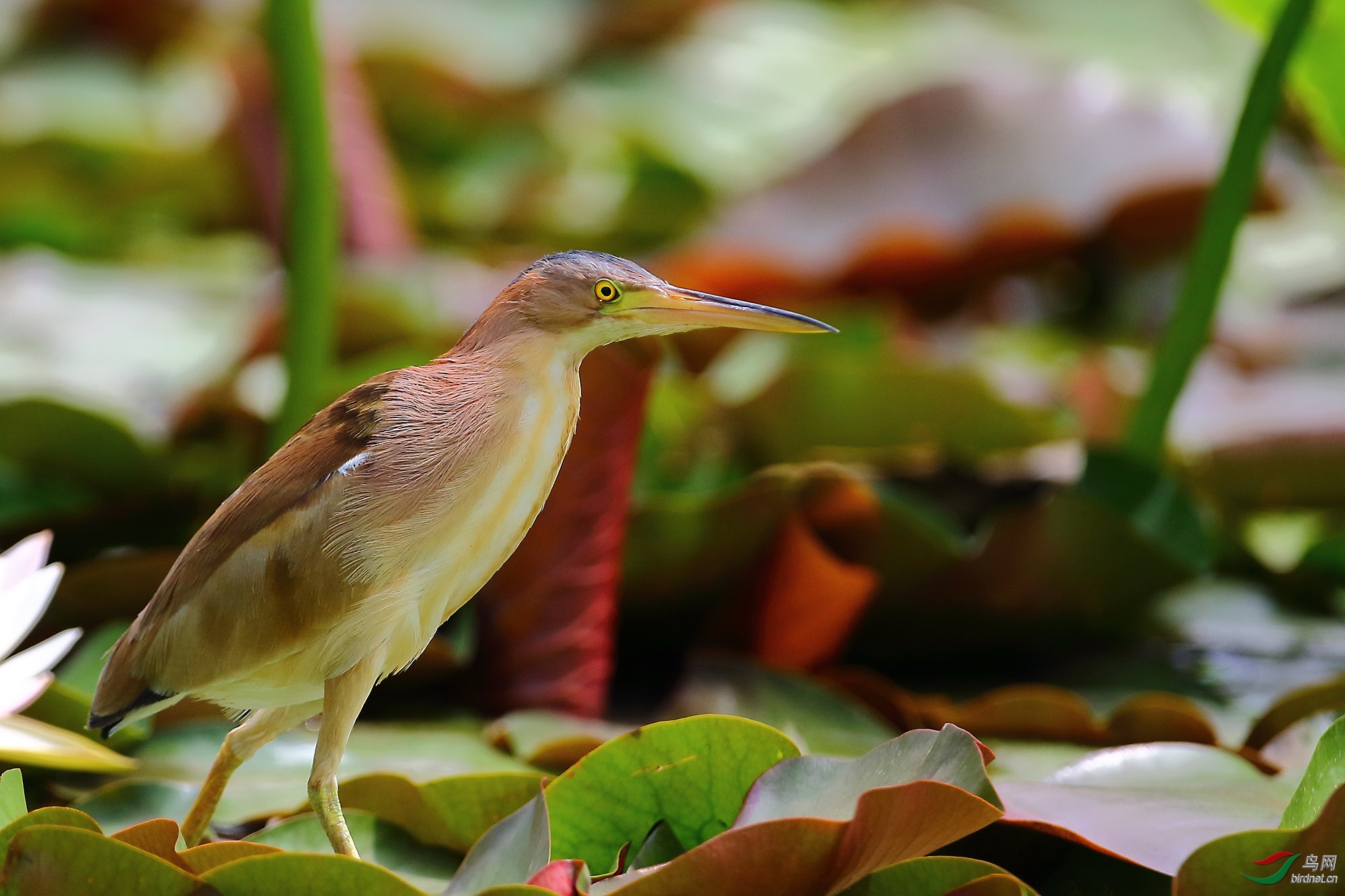 【看图说画】黄尾鹣