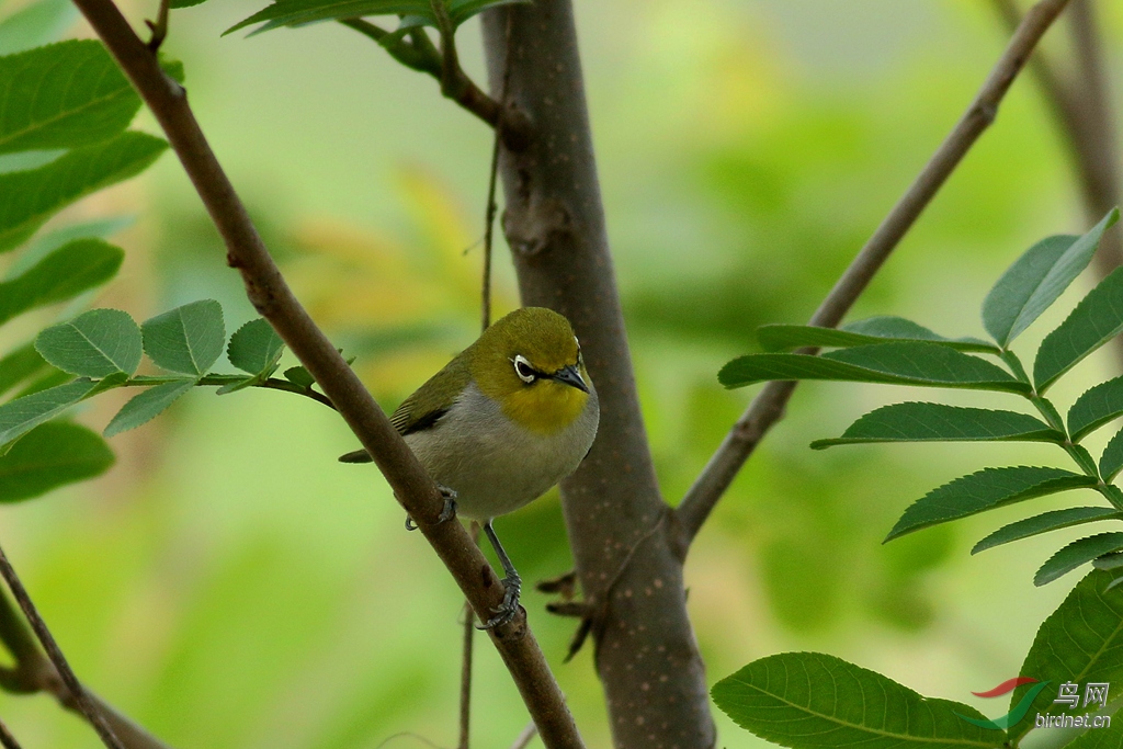 暗綠繡眼鳥