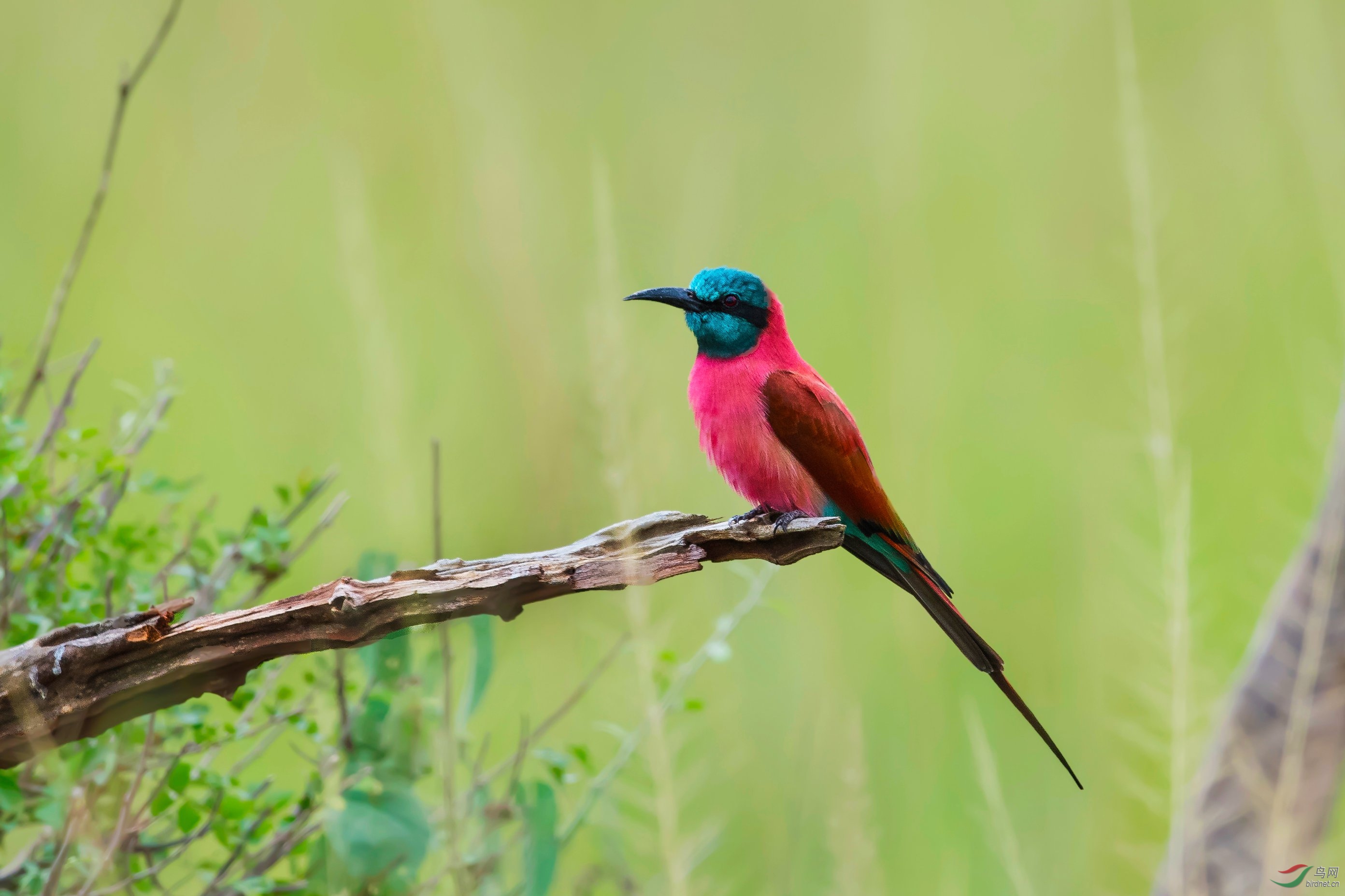 洋红蜂虎(祝贺荣获鸟类精华)